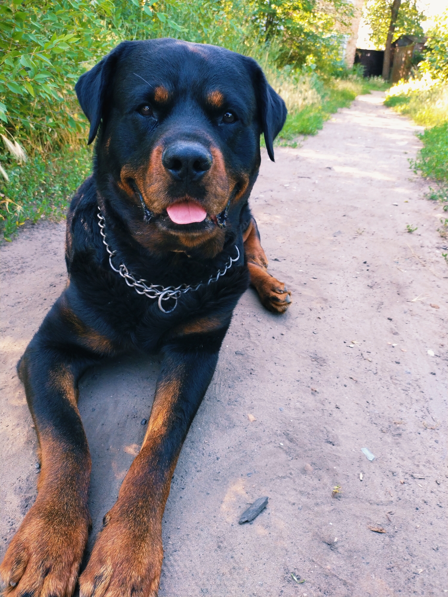 A Rottweiler dog is lying on a dirt path in front of green foliage. The dog is facing the camera with its tongue hanging out. It is wearing a silver chain collar. The path leads into a wooded area with a building visible in the background. The scene is well-lit by sunlight, suggesting it is daytime. The location is in Horishni Plavni, Ukraine.