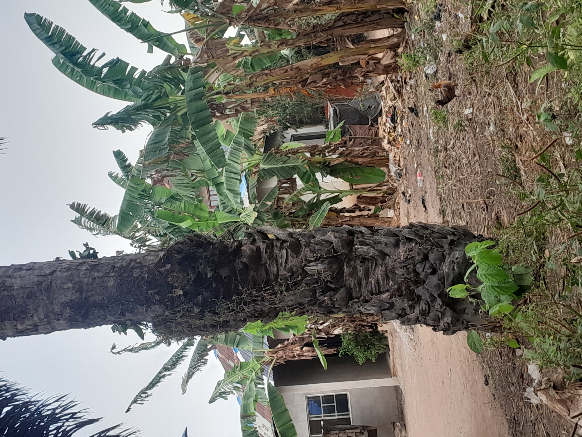 This image captures a semi-urban or rural residential scene in Ifo, Nigeria, under an overcast sky. A large, dark brown tree trunk, likely a palm, dominates the left side of the foreground, displaying rugged, textured bark with some moss-like growth and small green plants at its base. The ground across the mid-ground consists of dry, reddish-brown earth mixed with sparse vegetation and scattered refuse, including plastic containers and paper debris. A brown and black domestic fowl stands on this ground in the mid-ground, facing right. To the right and extending into the background, numerous banana trees with large green and partially dried leaves are prominent. In the background, a light-colored, single-story building with a light blue corrugated metal roof and a white-framed window is visible on the left, adjacent to a dirt path. Additional structures with corrugated metal roofs are partially obscured by dense foliage and banana trees in the background to the right, alongside a concentrated accumulation of refuse and dark fabric. No human figures are present in the scene.