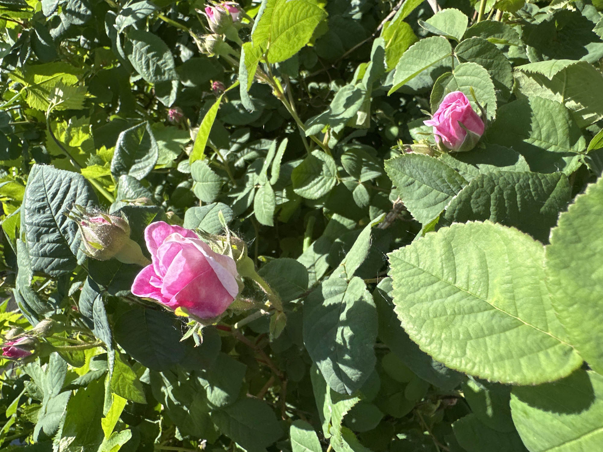 The image shows a rose bush with several pink rose buds in various stages of bloom. The leaves of the bush are green and textured, with some showing signs of shadow and light. The roses appear to be growing outdoors, suggesting a garden or natural setting. The city of Kryvyi Rih, Ukraine, is not discernible from the visual information available in the image. Without additional context, the location cannot be confirmed.