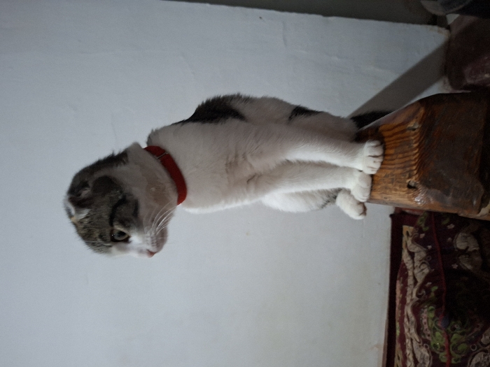 A cat with white and gray fur, wearing a red collar, is perched on a wooden beam. Its paws are dangling over the side. The cat appears to be looking down or sniffing. The background includes a white wall and part of a rug with an intricate pattern. The beam appears to be part of an interior structural support.