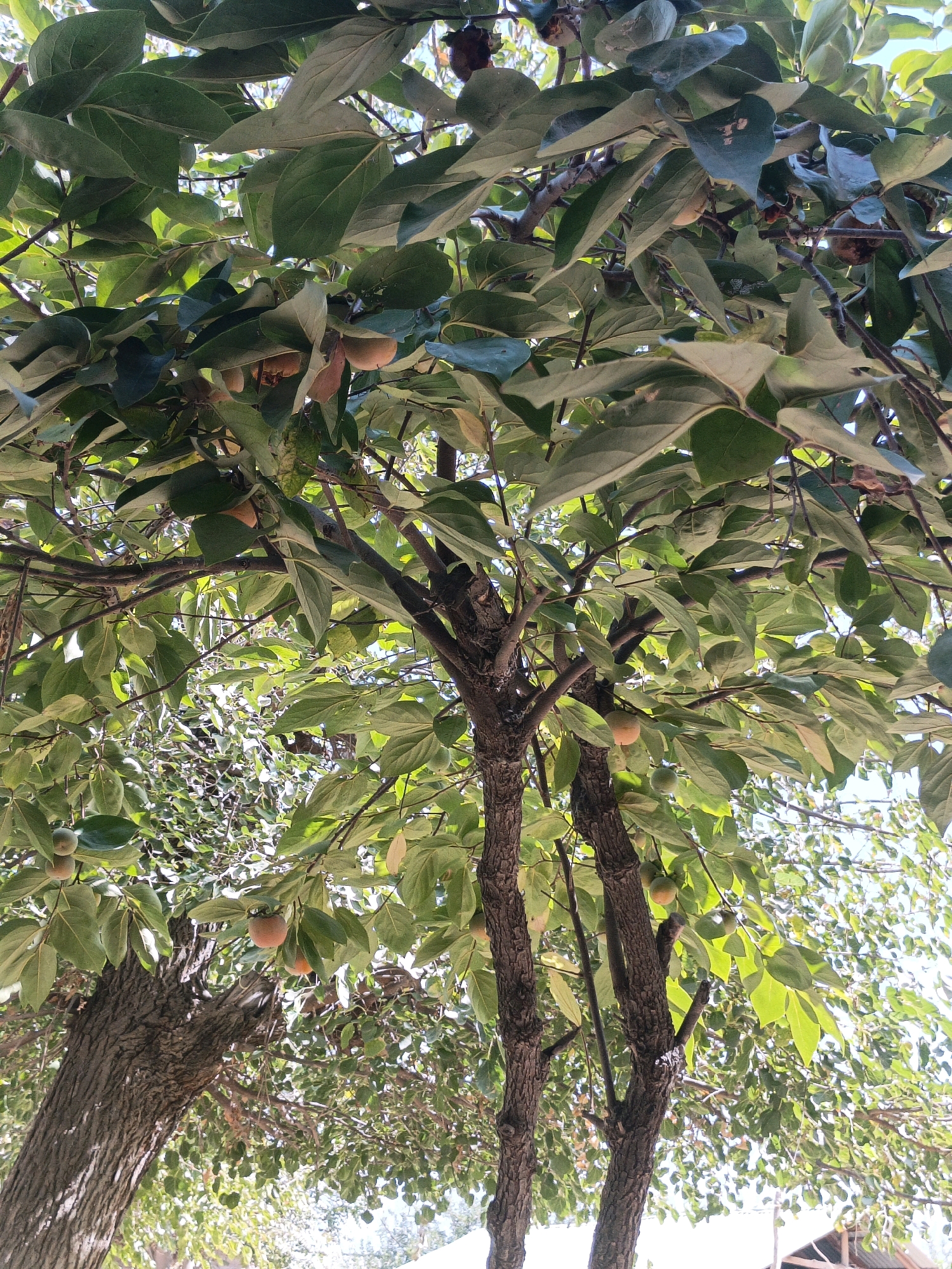 The image shows a close-up, low-angle view of a persimmon tree with ripe fruit, taken outdoors in the city of Pushiyon, Tajikistan. The tree has a thick, textured brown trunk with branches extending upwards, heavily laden with green leaves and numerous orange persimmons of varying sizes. The sunlight filters through the leaves, creating bright highlights and casting shadows. In the background, other trees and foliage are visible, as well as a hint of a structure, possibly a shed or a building, with a white roof and a wooden frame, partially obscured by leaves. The sky is a pale blue. There are no people or animals visible in the image.