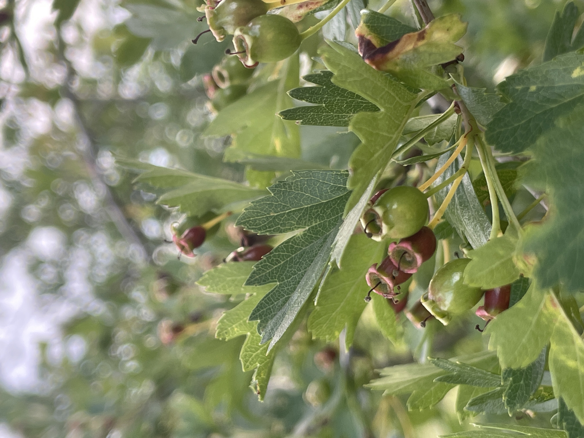 A close-up, high-angle shot shows a branch with leaves and developing fruit. The leaves are serrated and a vibrant green. Some of the fruit are small and round, appearing to be green berries. Other fruits are in various stages of development, with some showing a reddish-purple hue. There are also dried leaves or bracts on the branch. The background is blurred and consists of green foliage and out-of-focus circular shapes of light, suggesting a natural, outdoor setting. The image's focus is on the intricate details of the plant's growth.