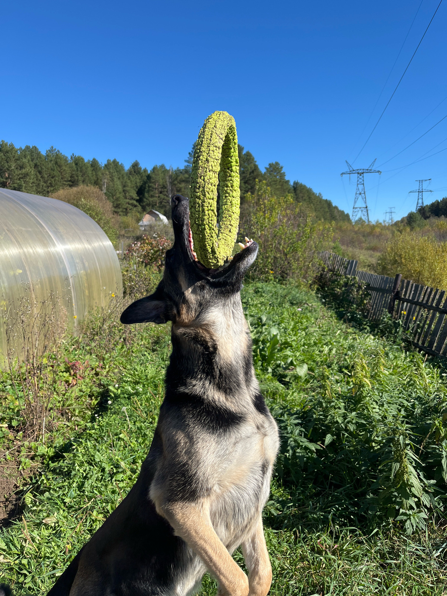 A German Shepherd dog is captured mid-air, attempting to catch a bright green, ring-shaped chew toy. The dog's mouth is open wide, with its teeth visible, and its paws are extended as it leaps. The scene is set outdoors in a rural or suburban environment, possibly the outskirts of Nizhny Tagil, Russia, indicated by the presence of power lines and a greenhouse. The background features a dense forest, a wooden fence, and a clear blue sky. The dog is the primary subject, with the toy as a secondary focus, both set against a natural, grassy backdrop. The lighting suggests a sunny day.
