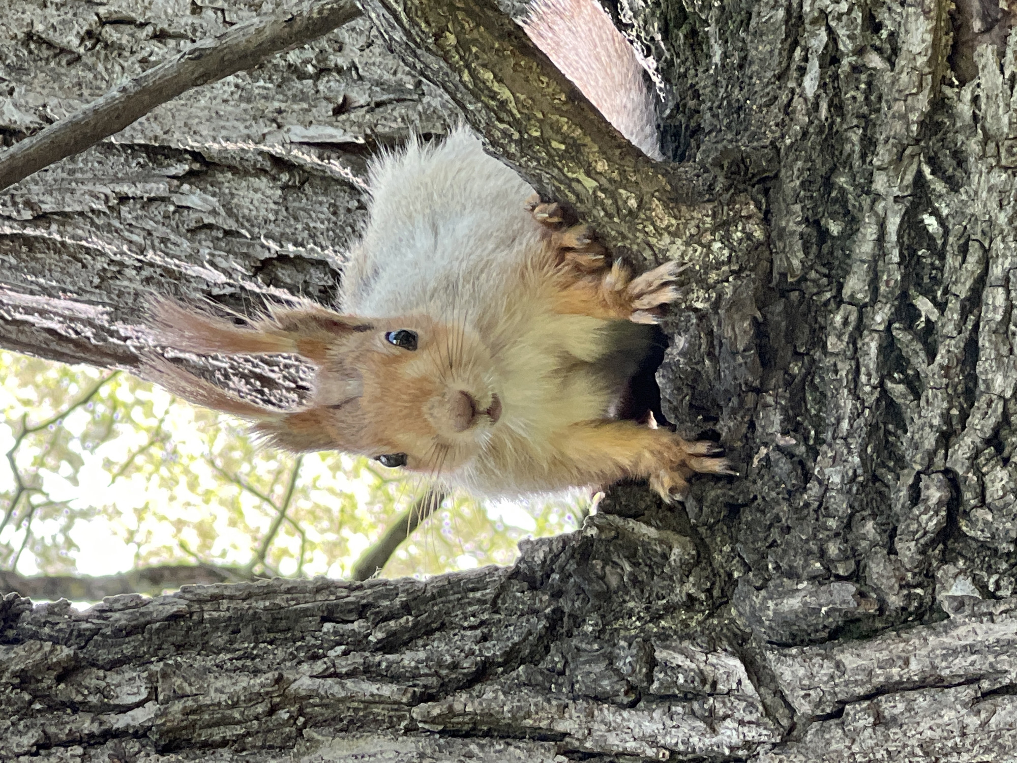 A squirrel clings upside down to a tree branch, looking directly at the camera. The squirrel is predominantly light brown and white, with tufts of fur on its ears. The tree's bark is rough and gray, with various branches extending in different directions. Sunlight filters through the leaves in the background, creating a soft, out-of-focus effect. The location is Krasnodar, Russia.