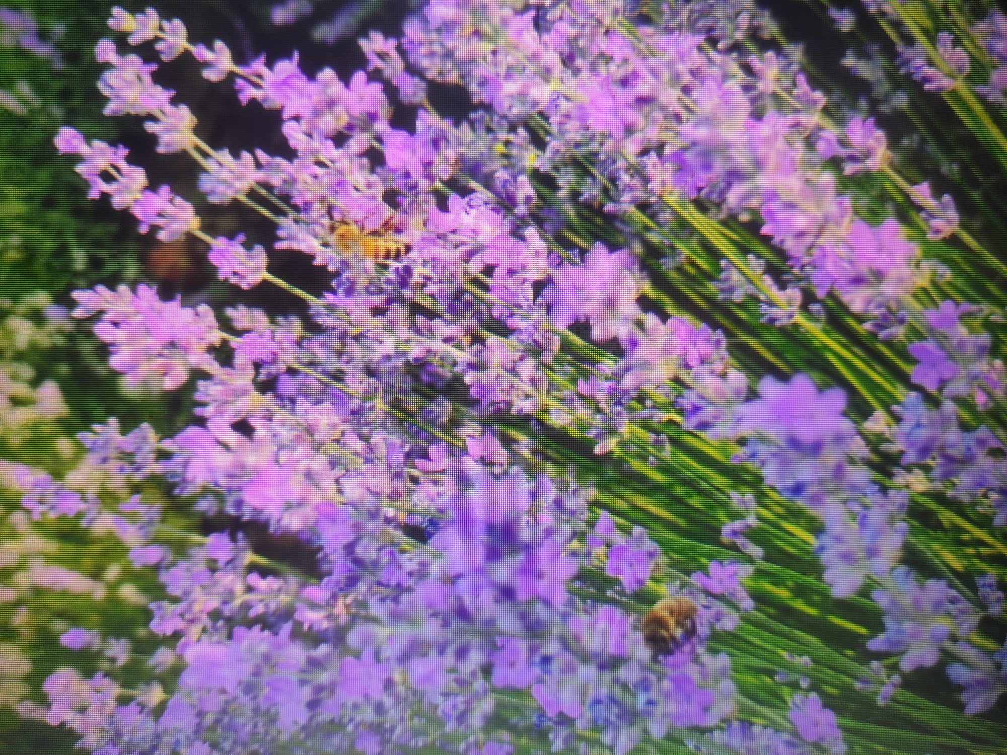 The image shows a close-up view of lavender flowers, with two bees visible. One bee is in the upper right quadrant of the image, partially obscured by the flowers. The second bee is in the lower left quadrant, also partially obscured. The flowers are a vibrant purple, and the green stems are visible beneath them. The background is blurred, with dark and light areas suggesting foliage and possibly sunlight. The image is likely a photograph taken in a garden or natural setting. There is no visible indication of the city of Baku, Azerbaijan.