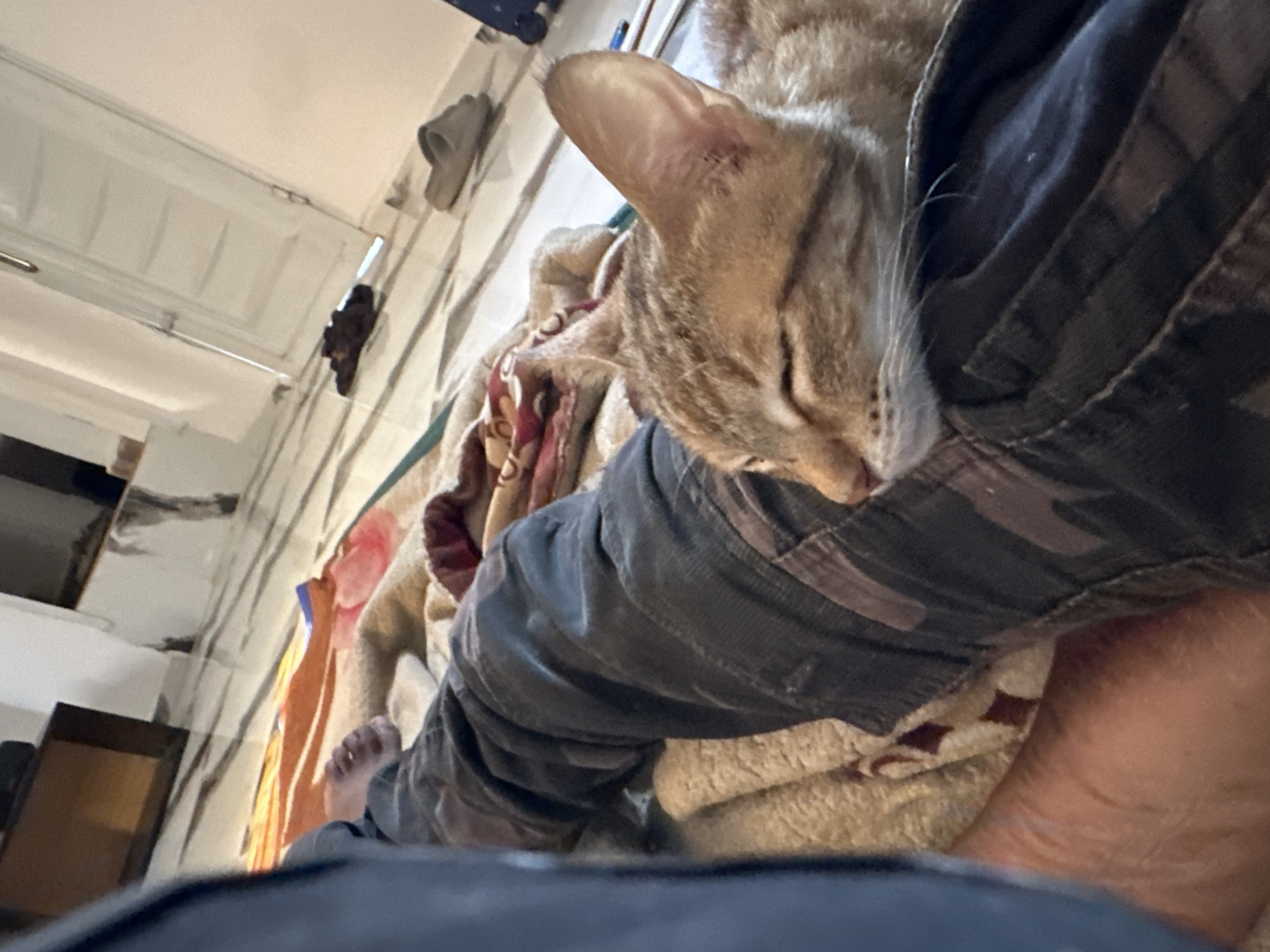 A close-up shot taken indoors shows a sleeping tabby cat nestled against a person's arm. The person is wearing a long-sleeved shirt with camouflage fabric. The cat is positioned on top of the person's arm, resting on a blanket. The background features items like slippers and other articles of clothing against a cream wall. The location is not discernable as Jos, Nigeria.