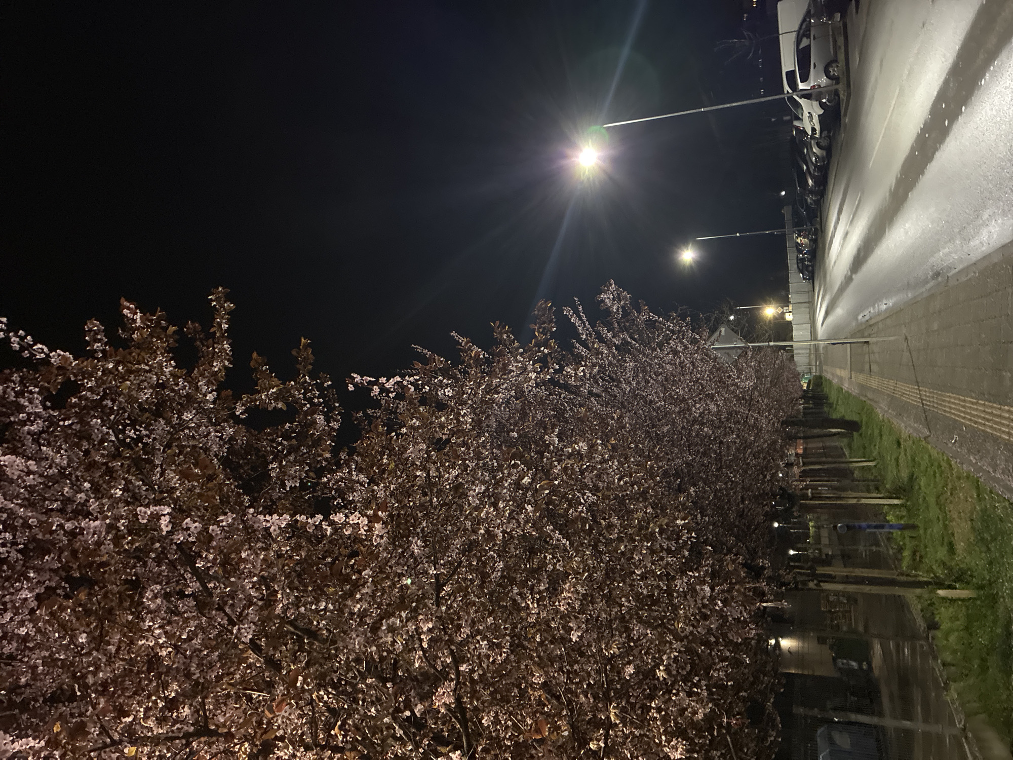 Nighttime view of blossoming trees lining a sidewalk next to a street in Plovdiv, Bulgaria. Streetlights illuminate the scene. Parked cars are visible on the right, next to a wet sidewalk. Grass borders the sidewalk. The flowering trees take up much of the frame. The sky is dark above the trees.