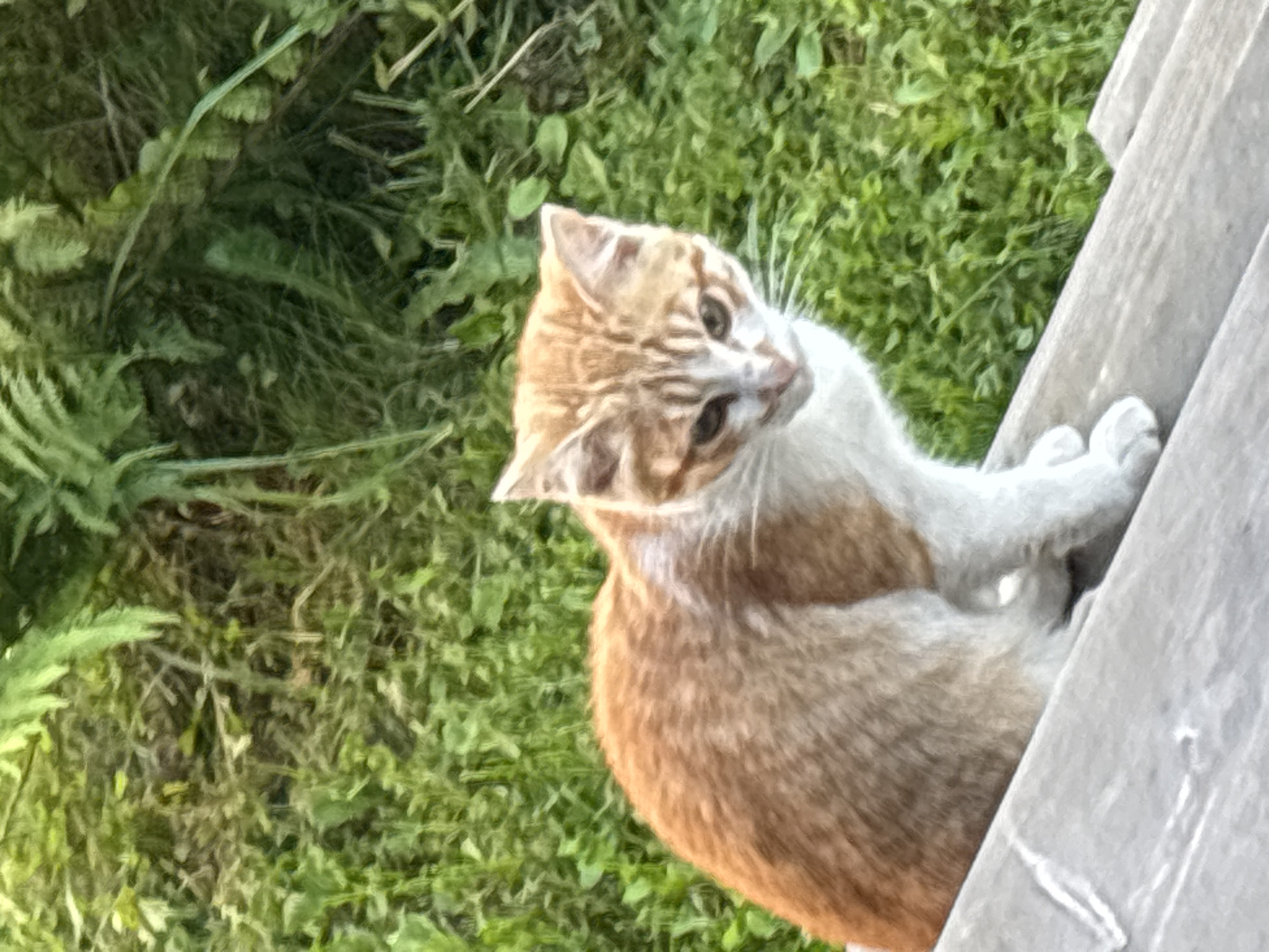 A ginger and white cat sits on a wooden surface, likely a bench or railing, outdoors. The cat is facing towards the right of the frame, with its head slightly lowered and tilted to the left. Its fur is short and appears somewhat scruffy. Behind the cat is lush green foliage, suggesting a natural or garden setting. The wooden surface in the foreground has a weathered appearance with visible grain lines. No specific landmarks or signs of Zvenigorod, Russia, are discernible in the image.