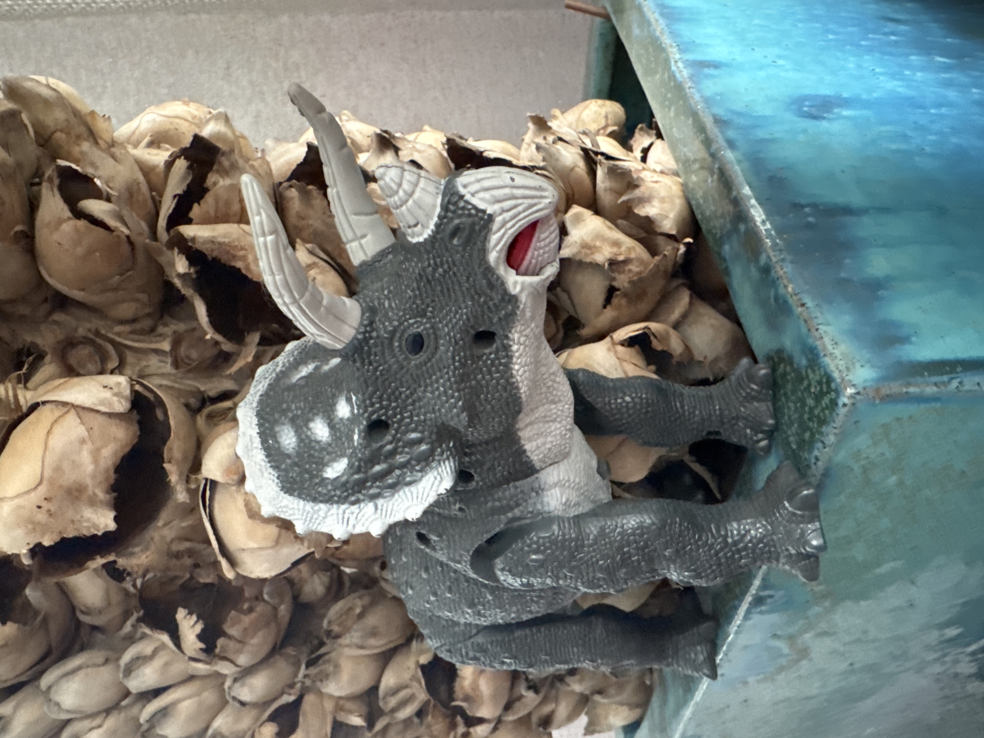 A close-up, eye-level, medium shot captures a toy dinosaur, specifically a Triceratops, positioned within a teal, square planter. The dinosaur is predominantly dark gray with lighter gray and white accents on its frill and horns. Its mouth is open, revealing a bright red interior, and its eyes are black. The planter's surface exhibits a rough texture with variations in teal coloration and hints of rust. Behind the dinosaur, a large, dried, floral arrangement or seed pod structure is visible, composed of numerous tightly packed, light brown, papery elements. The background is out of focus, appearing as a pale, textured wall. The image lacks any discernible human presence or activity and is not associated with any specific urban location in Bălți, Moldova, as the environment depicted is generic.