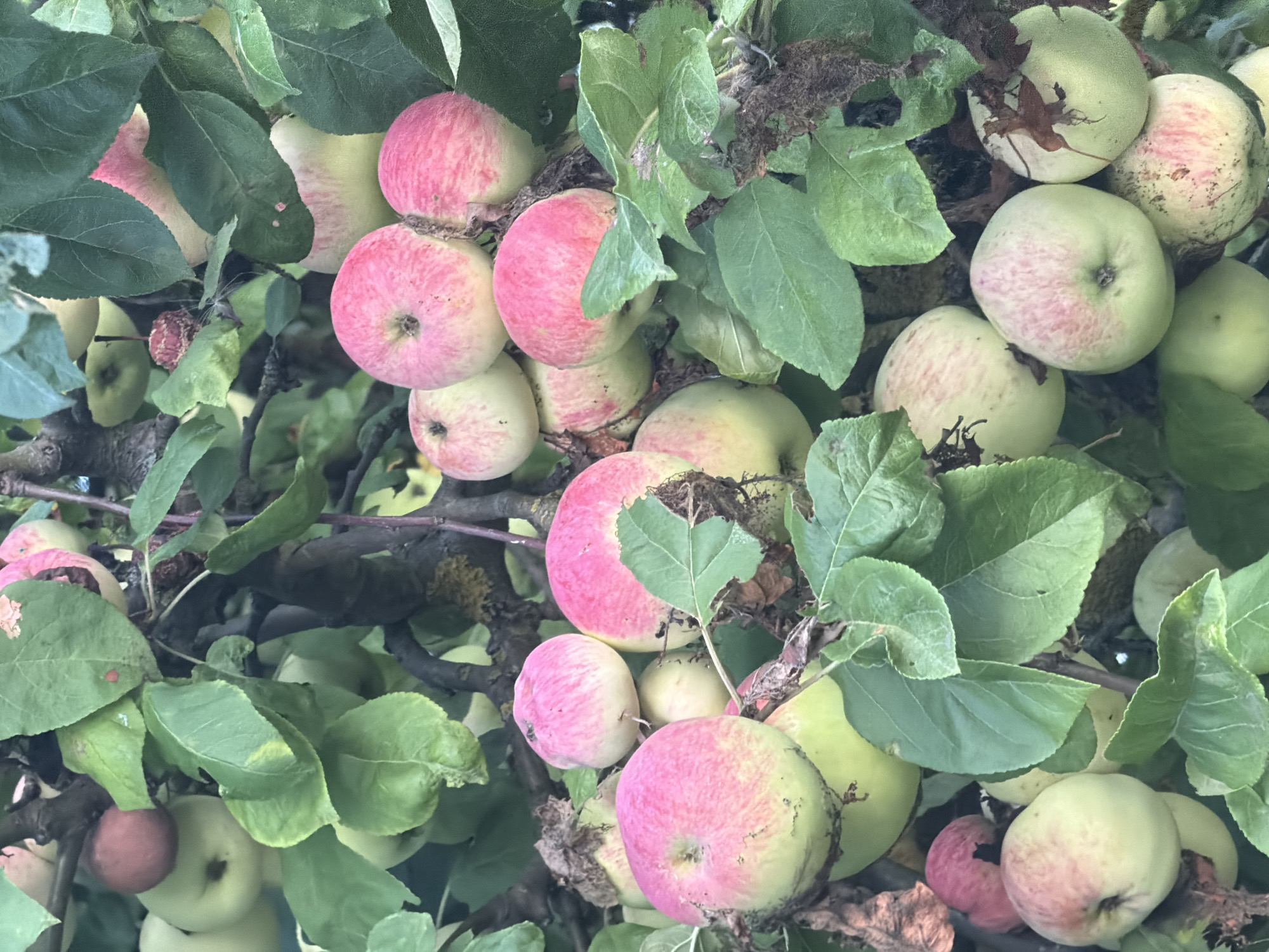 The image shows a close-up view of an apple tree branch laden with ripe apples and green leaves. The apples exhibit a mix of colors, with some being predominantly green and others showing patches of pink and red blush. Many of the apples appear to be of similar size and shape, suggesting they are from the same variety. The leaves are lush and vibrant green, some showing signs of natural wear and tear such as small spots or dried edges. The branches are dark brown and somewhat gnarled, characteristic of an mature tree. The lighting suggests it is daytime, with sunlight filtering through the canopy, creating dappled shadows. The background is a blur of more foliage and branches, indicating a densely packed natural environment. There are no people visible in the image. The scene depicts a natural setting, possibly a garden or an orchard, with an abundance of fruit. The image is consistent with the natural environment found in parks or residential areas within Szczecin, Poland, where fruit trees are commonly grown.