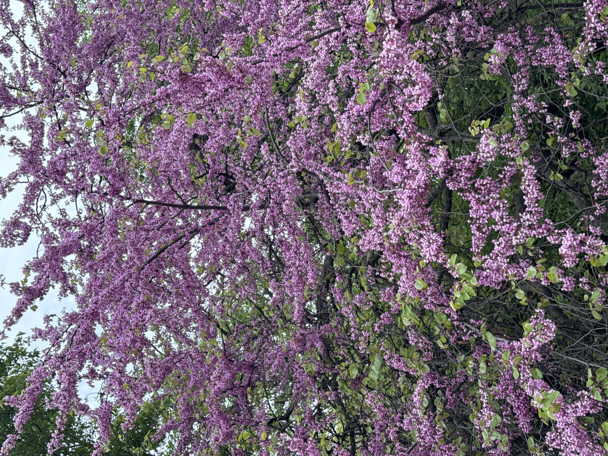 The image shows a close-up view of a blooming Eastern Redbud tree (Cercis canadensis), densely covered in small, bright pink flowers. Green foliage is sparsely visible among the blossoms. Branches of the tree are also visible. The scene appears to be outdoors during the daytime. The precise location within Varna, Bulgaria, cannot be determined from the image alone. No people, subjects, objects, actions or interactions are seen. The environment consists mainly of the redbud tree in bloom.