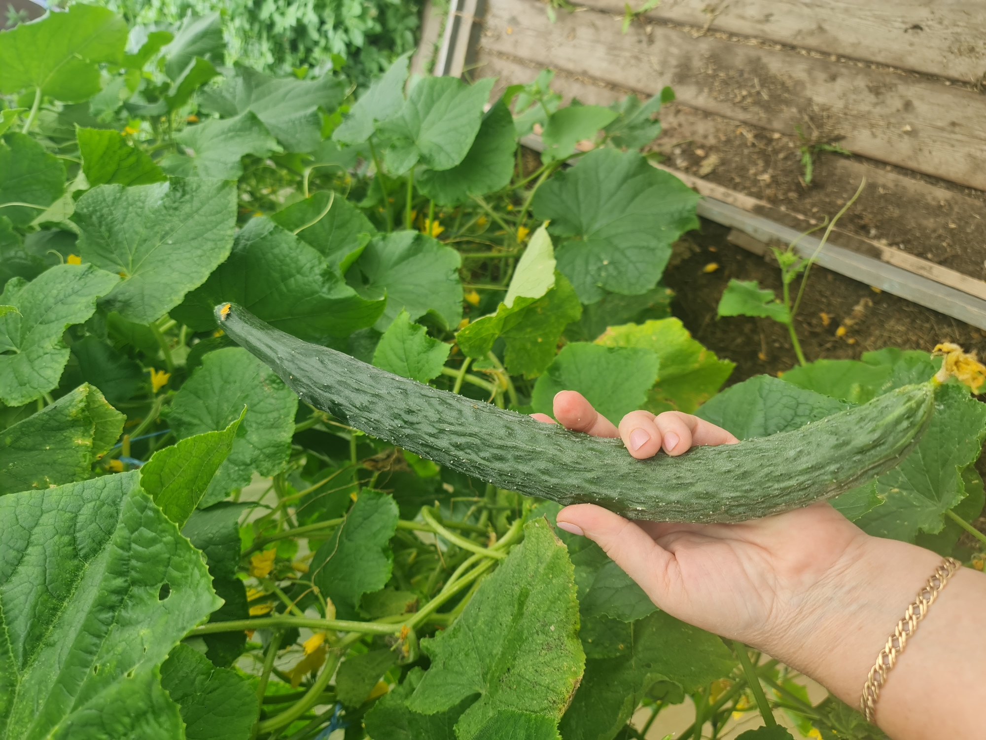 The image shows a person's hand holding a long, green cucumber in a greenhouse or garden. The cucumber is curved and has small bumps or spines along its length. The hand is wearing a gold bracelet. In the background, there are lush green cucumber leaves and yellow flowers, indicating a growing plant. A wooden structure, possibly part of a raised garden bed, is visible to the right. The scene appears to be outdoors, possibly in a private garden setting within Angarsk, Russia, as suggested by the implied location.