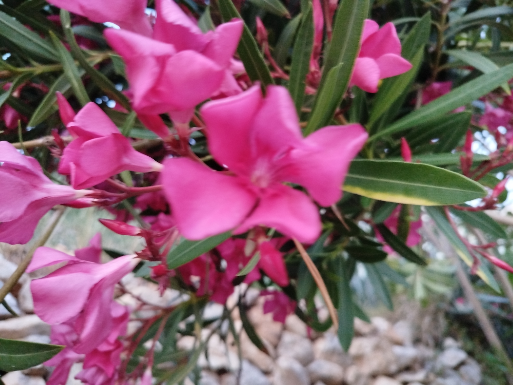 The image displays a close-up view of pink Oleander flowers and their green foliage. The flowers are vibrant and their petals are spread open, revealing their delicate structure. Some of the flowers are in various stages of bloom, with some appearing as buds. The leaves are elongated and lance-shaped, with a glossy surface. The background is softly blurred, hinting at a natural setting with rocks. Based on the visual context, this scene is likely located in the city of Brist, Croatia, a coastal town known for its Mediterranean flora. The image appears to be taken outdoors, possibly in a garden or along a pathway where Oleander plants are common. There are no people or animals visible in the frame.