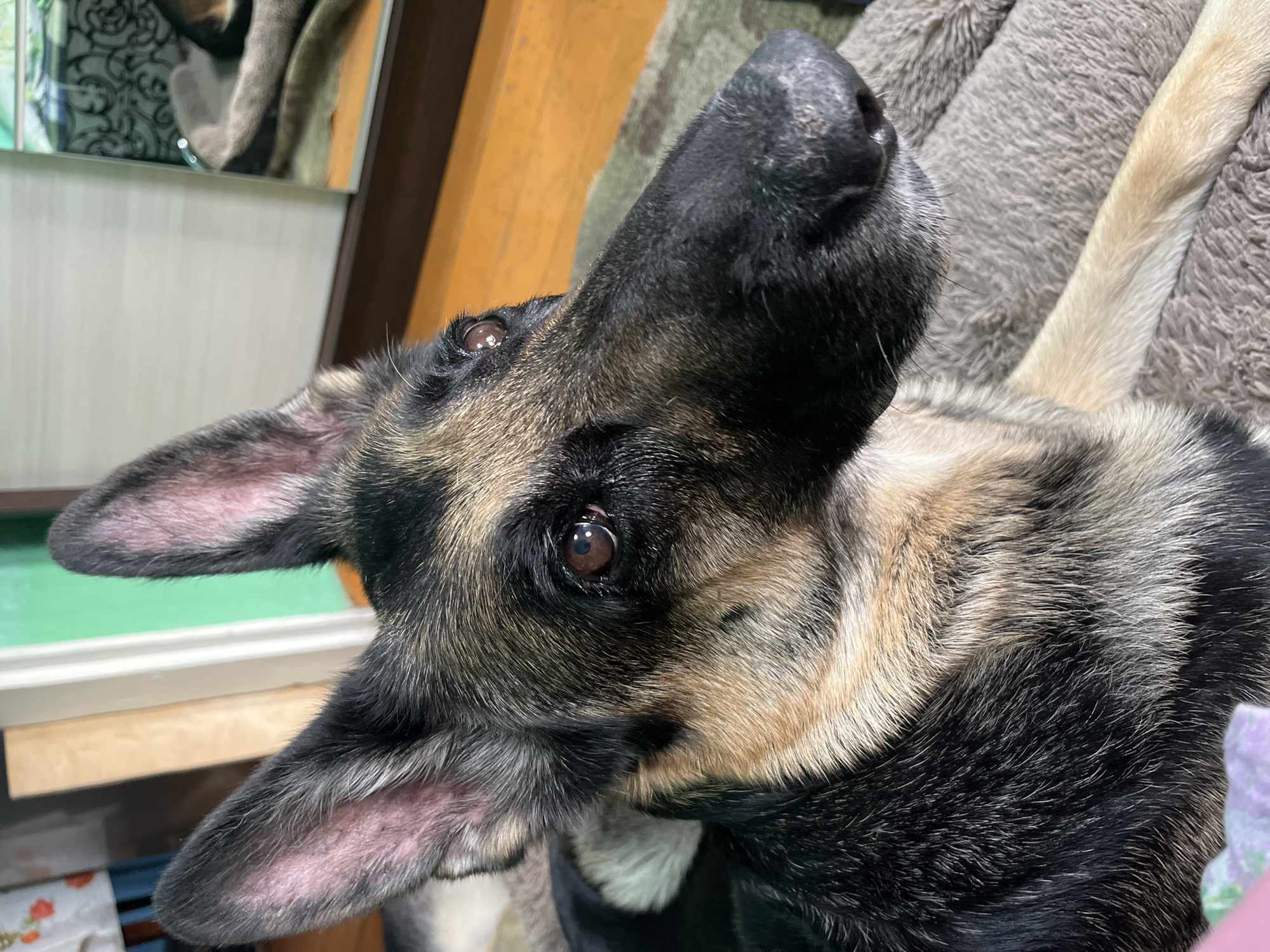 A close-up shot features a German Shepherd dog. The dog's head is tilted upwards, revealing its black nose and brown eyes. The fur is a mix of black, brown, and tan. The background is blurry but includes a wooden surface, a mirror, and a grey blanket. There is no indication that the image was taken in Nizhny Tagil, Russia.