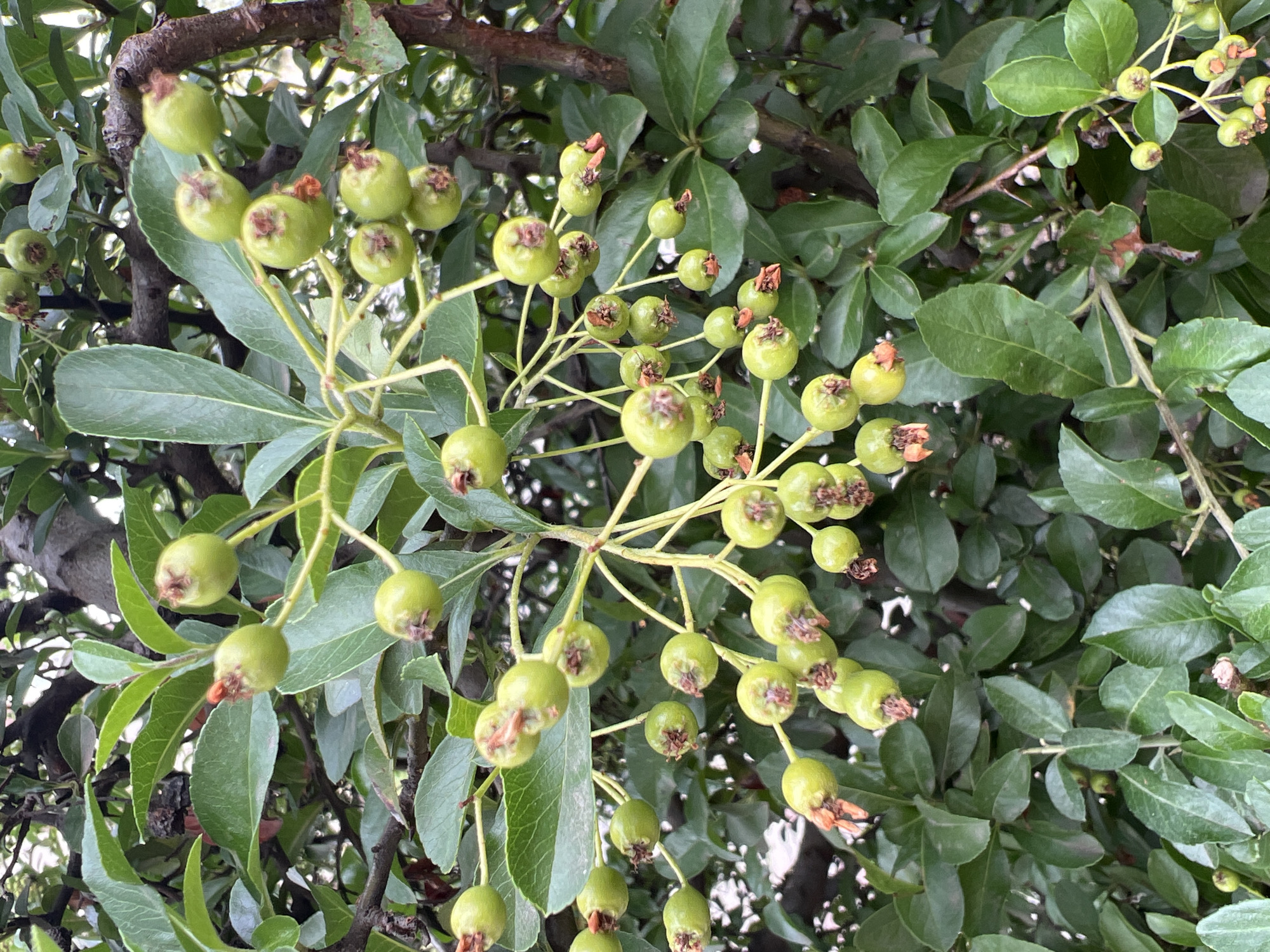 The image shows a close-up view of a bush with numerous small, light green, round fruits developing on thin stems. These fruits have a slightly flattened top and some show remnants of orange or brown calyx lobes. The bush has dark green, ovate leaves with visible veins. The stems are thin and somewhat woody, with a few appearing to have small thorns. The overall setting is outdoors, likely a garden or natural vegetation, given the presence of branches and foliage. The lighting suggests it is daytime. The image does not contain any people or evidence of specific actions. The environment appears to be natural and vegetative, consistent with outdoor flora. The location is identified as Kryzhanivka, Ukraine.