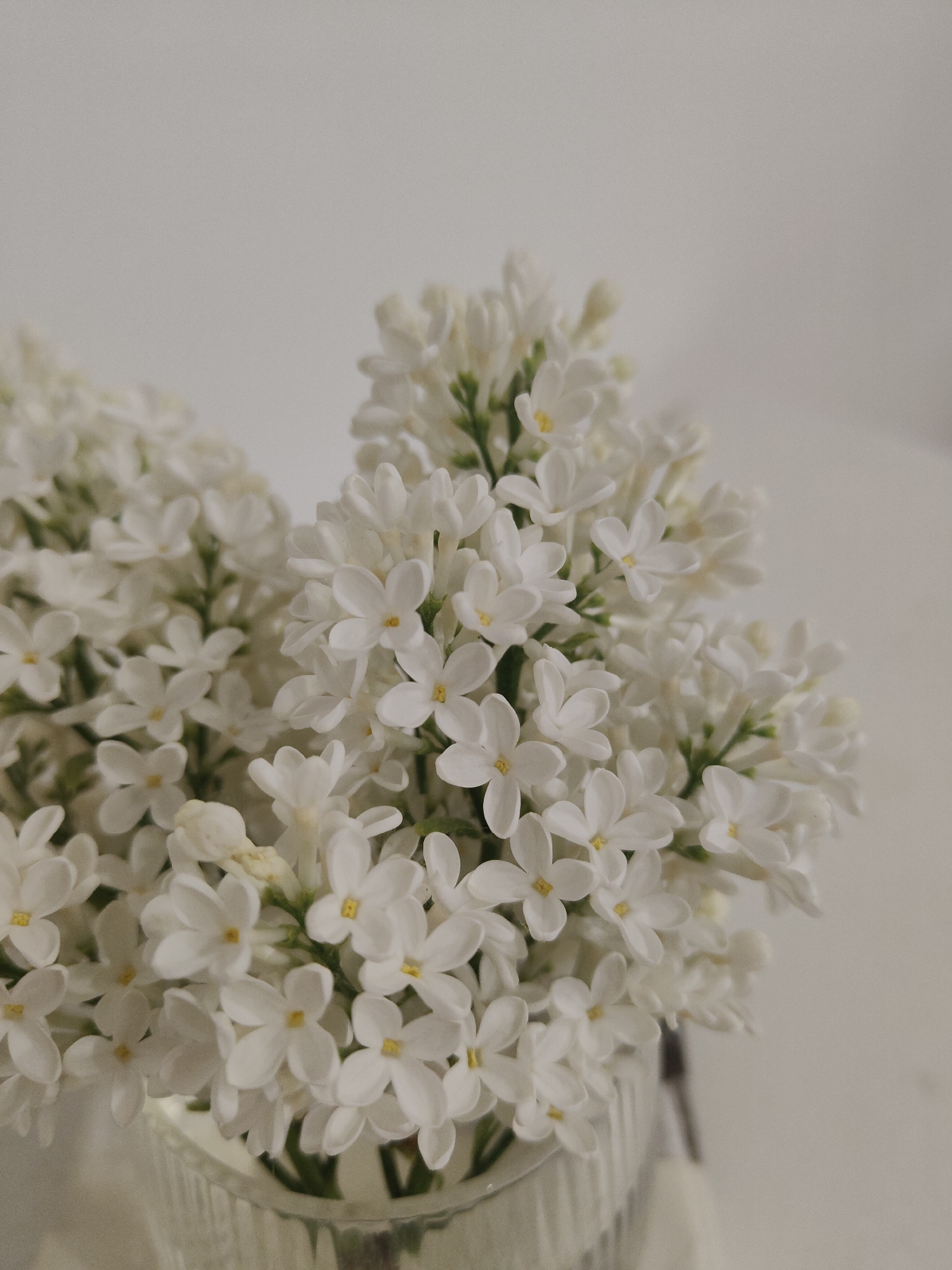 A close-up photograph depicts a bouquet of white lilac flowers in a clear glass vase. The flowers are densely packed, with their small, four-petaled blossoms forming a rounded, fluffy shape. The stems are visible through the vase. The background is a plain, off-white surface. The location is Unknown, Unknown.