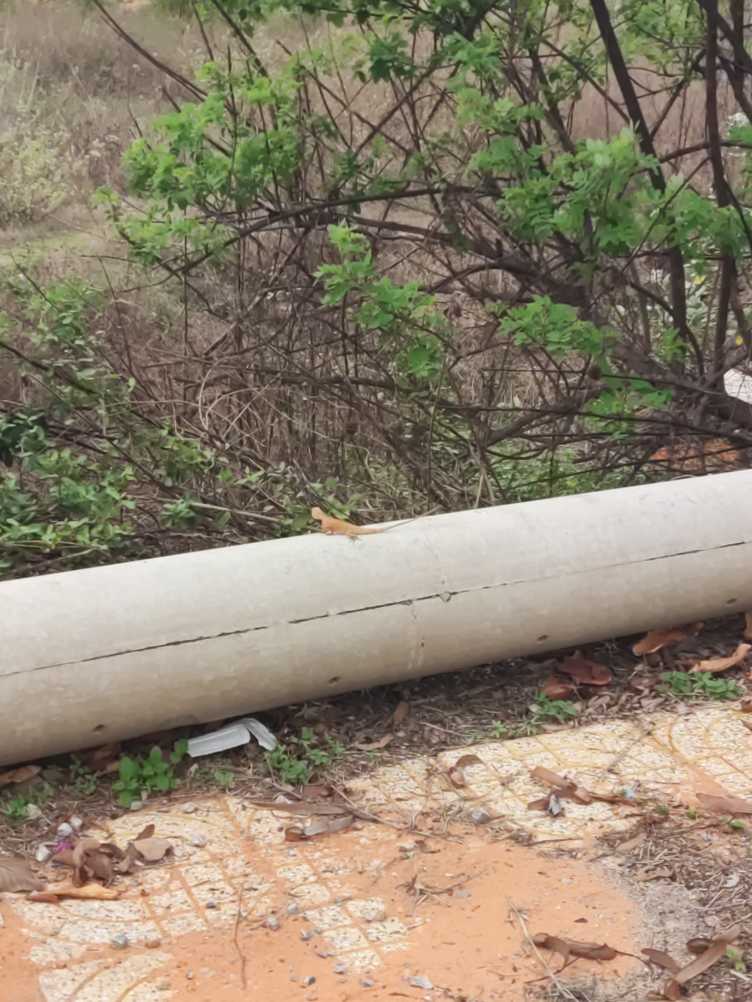 A tan lizard is perched on a horizontal, gray, cylindrical object in an outdoor setting. Behind the cylinder is shrubbery with a mix of brown branches and green leaves. Beneath the cylinder is a scattering of debris and vegetation on a tiled surface, which transitions to dirt. The location is unspecified.