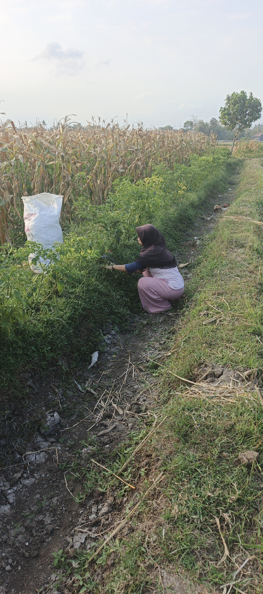 In Kasiyan, Indonesia, a woman wearing a dark brown hijab and a pink skirt kneels in a field of green plants, seemingly harvesting. Next to her, a large white sack, possibly used for gathering produce, stands upright. The background features a dry cornfield with tall, withered stalks, suggesting a harvest season or arid conditions. The overall environment depicts a rural agricultural setting with a path running alongside the planted crops, bordered by dry earth and dry vegetation. The sky above is bright and overcast, with a few wispy clouds.