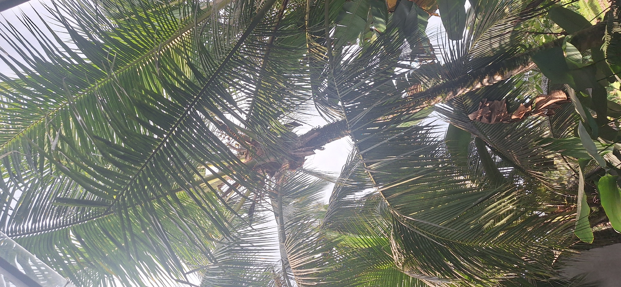 This image depicts a close-up view of a coconut palm tree, taken from below, looking upwards through its fronds. The fronds are lush and green, with the sunlight filtering through them, creating a dappled effect. The trunk of the tree is visible, textured and rough, with some dried husks attached. The background is a bright sky, suggesting an outdoor setting, likely during daylight hours. The image is taken from a low angle, emphasizing the height and density of the palm tree. The presence of other large, green leaves in the foreground indicates a tropical environment. The location is specified as Payangan, Indonesia, a region known for its tropical climate and abundant palm trees. There are no people or animals visible in the image.