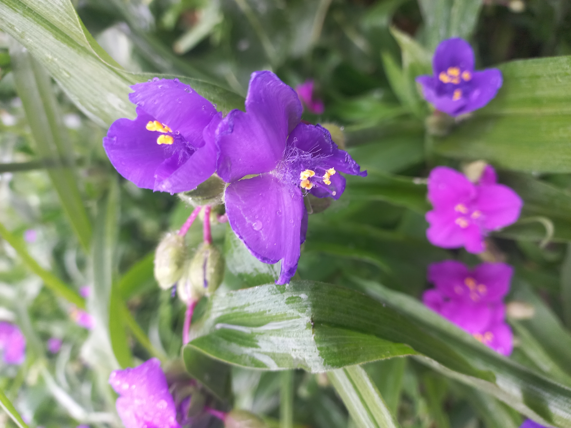 The image shows a close-up view of purple flowers with yellow stamens amidst green, blade-like foliage. The flowers appear to be wet, suggesting a recent rain or dew. The scene depicts a natural environment, possibly a garden or a wild area. No people, explicit subjects, actions, or interactions are discernible. The location is not discernible based on the image alone, it cannot be determined that the location is Kyiv, Ukraine.