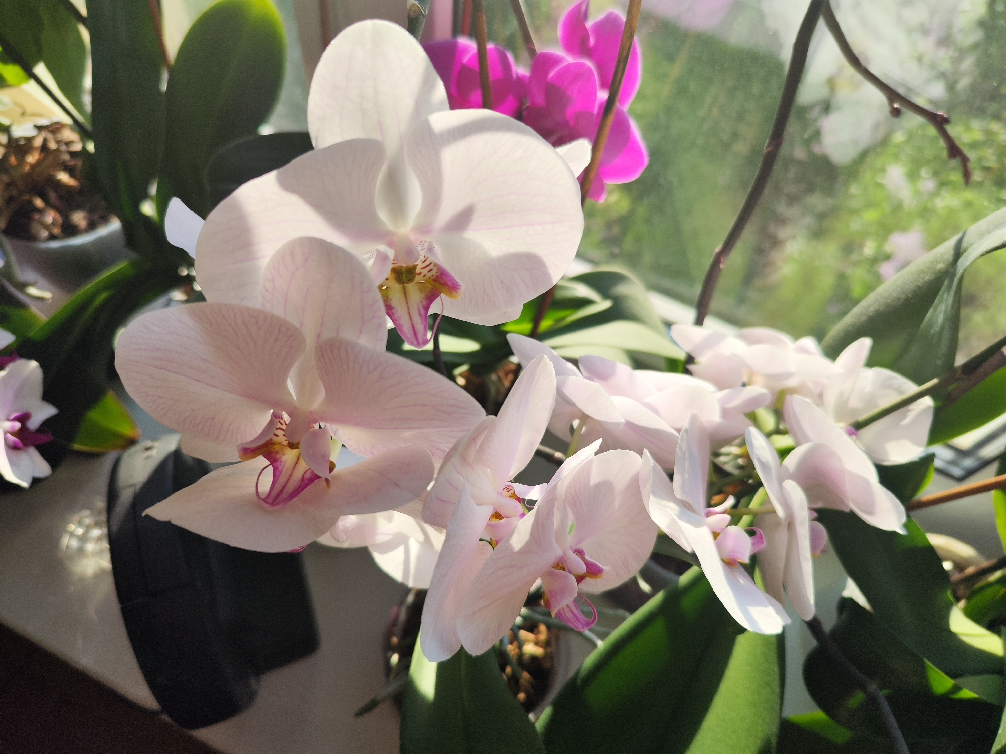 A close-up shot shows a collection of orchids, with white and light pink petals predominating. One orchid is vibrant pink. The orchids are interspersed with green leaves and stems, situated on what appears to be a window sill. Outside the window is a view of trees.