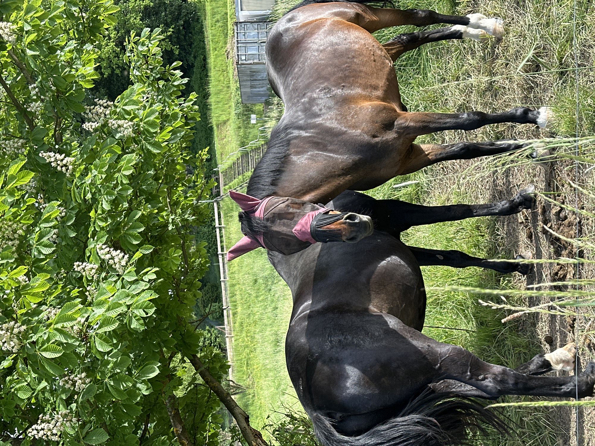 Two horses stand in a grassy field in Niederquembach, Germany. One horse is dark brown with white markings on its lower legs, while the other is black and wearing a pink fly mask. The horses stand close to each other. A tree with white flowers is visible in the foreground on the left. A building with a metallic roof and a staircase are visible in the background. The grass is green and the sun is shining.