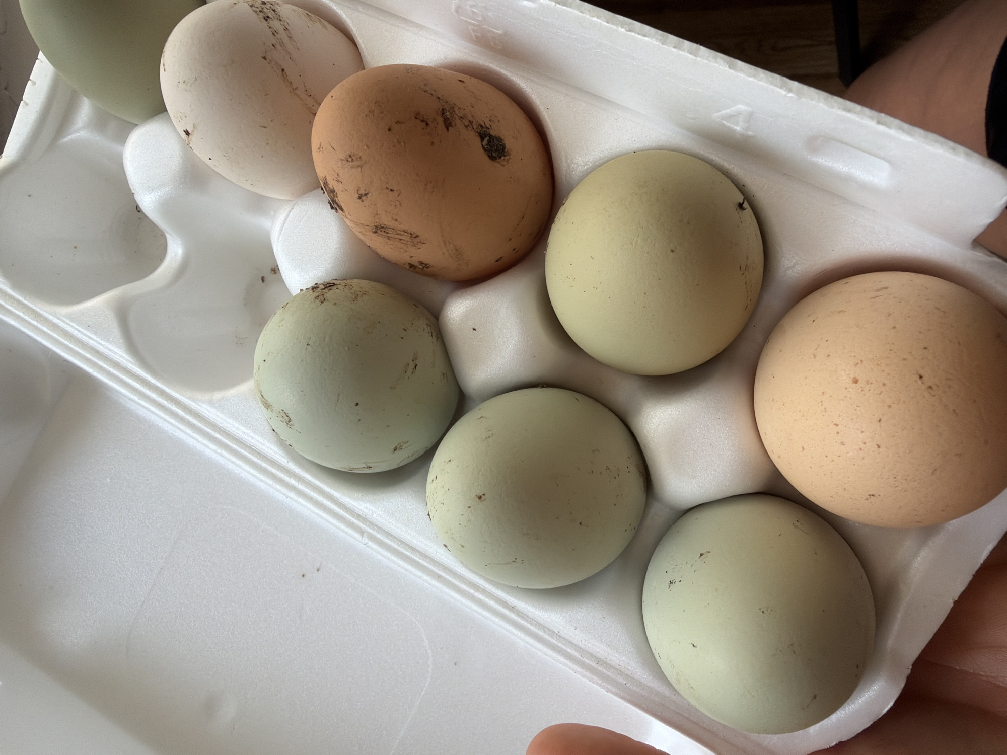 The image shows a white styrofoam egg carton holding seven eggs. The eggs are different colors, including brown, light brown, white, and green. Some of the eggs have dirt or debris on them. The carton is being held by a hand, presumably indoors. The image provides no information to determine if the picture was taken in Saint Petersburg, Russia.