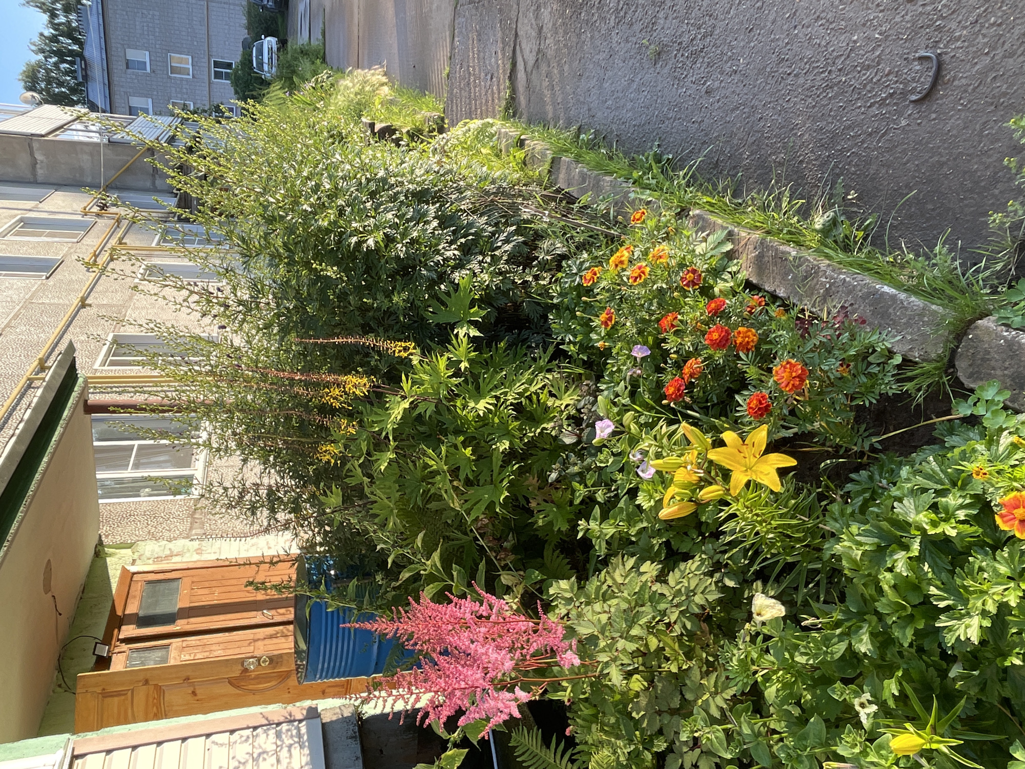 In front of a Soviet-era apartment building in the city of Kumyony, Russia, a flower bed is densely planted with a variety of colorful flowers and greenery. Prominently featured are tall spikes of pink astilbe, bright yellow lilies, and clusters of orange and red marigolds. Lush green foliage forms a backdrop, with some plants reaching towards the building's entrance. To the left of the entrance, two weathered wooden doors stand open, leaning against the wall. A large, blue metal barrel is positioned near the doors. The sidewalk adjacent to the flower bed is wet, suggesting recent rain. The scene captures a well-maintained residential area with a focus on natural beauty.