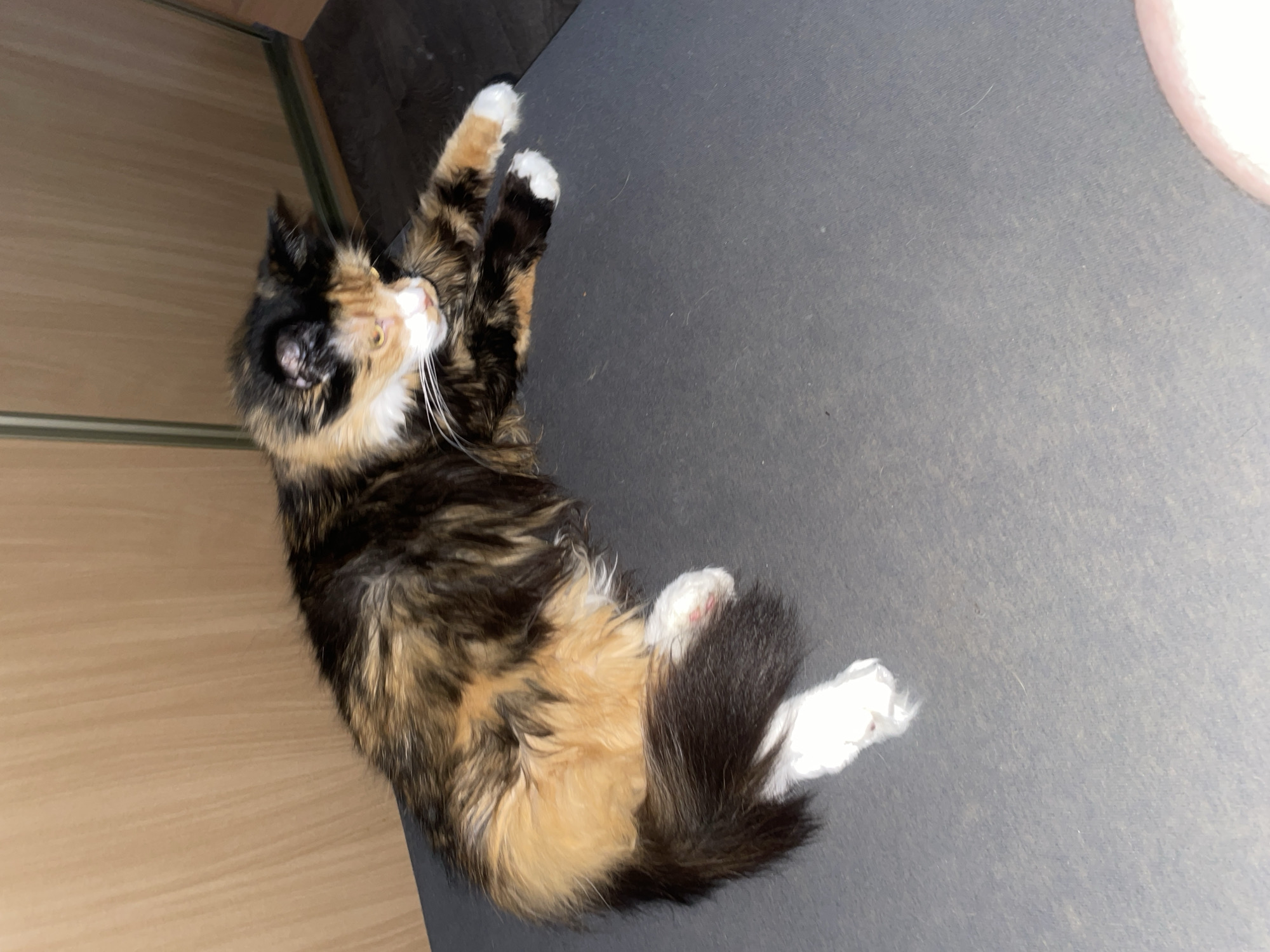 A tortoiseshell cat with long fur is lying down on a dark gray surface. The cat's fur has patches of black, orange, and white. The cat is looking to its right with its head tilted slightly downwards. The background consists of a light brown wooden surface with vertical lines, likely a cabinet or wall. The scene appears to be indoors. No specific location in Teplice, Czechia is identifiable.