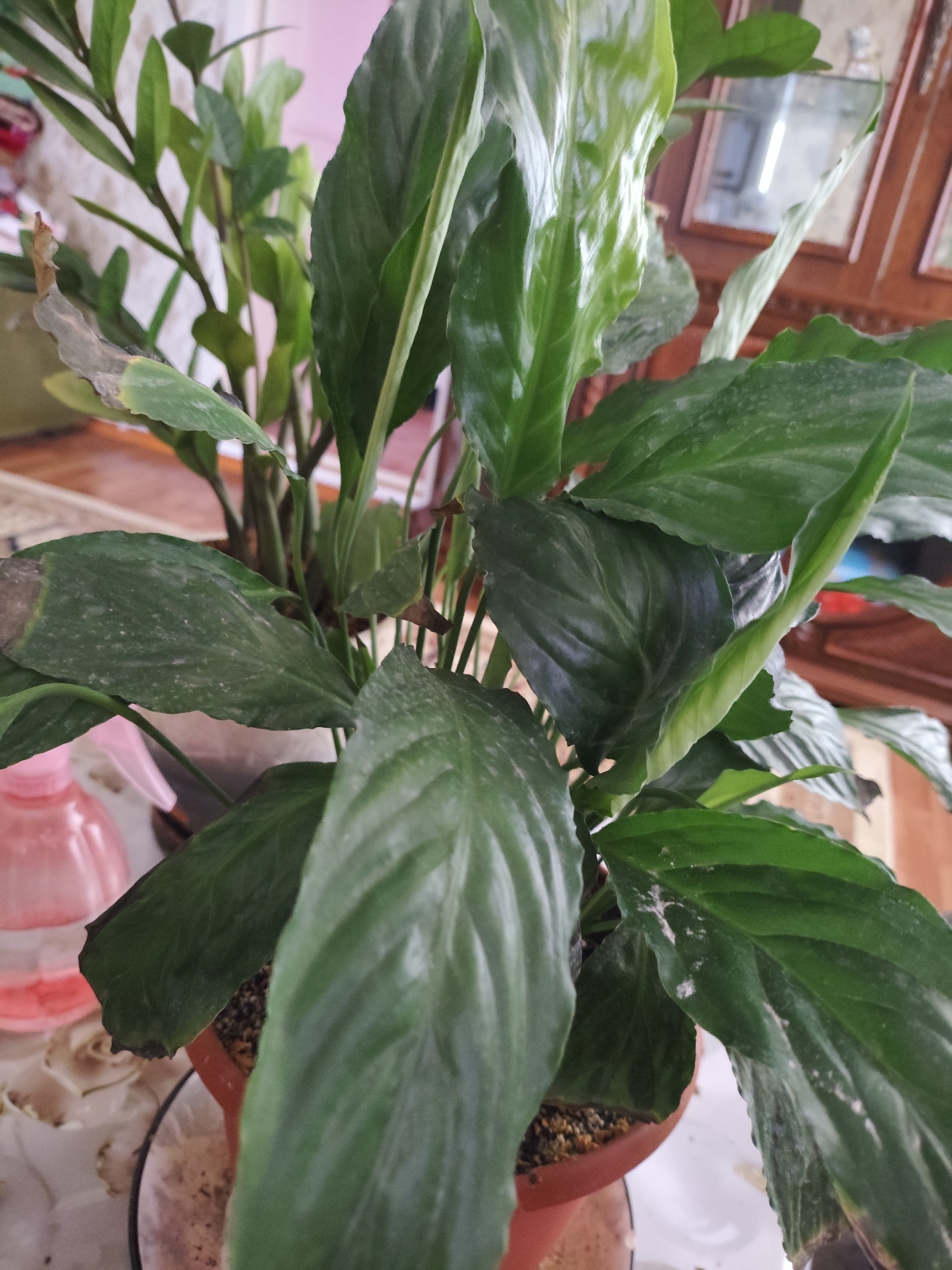 A close-up, slightly overhead shot focuses on the lush green leaves of a potted plant, likely a peace lily given its broad, waxy leaves and upright growth habit. Some of the leaves exhibit slight browning and dryness at the tips and edges, suggesting a need for watering or a change in humidity. White, powdery residue, possibly dust or mineral deposits from water, is visible on some of the leaves.
The plant is housed in a terracotta pot, which is partially visible at the bottom center of the frame. The pot sits on a white surface, possibly a table covered with a cloth, which has some scattered debris and a pink spray bottle to the left of the pot. In the background, out of focus, is a wooden furniture piece with mirrors, hinting at an indoor domestic setting. The lighting suggests an indoor environment, likely during the day, with a slight warm cast.
No people are present in the image. The scene appears to be set in an apartment or house. While the city of Kyzylorda, Kazakhstan is mentioned, the image itself provides no visual cues to confirm this specific location. The content is purely descriptive of the plant and its immediate surroundings.