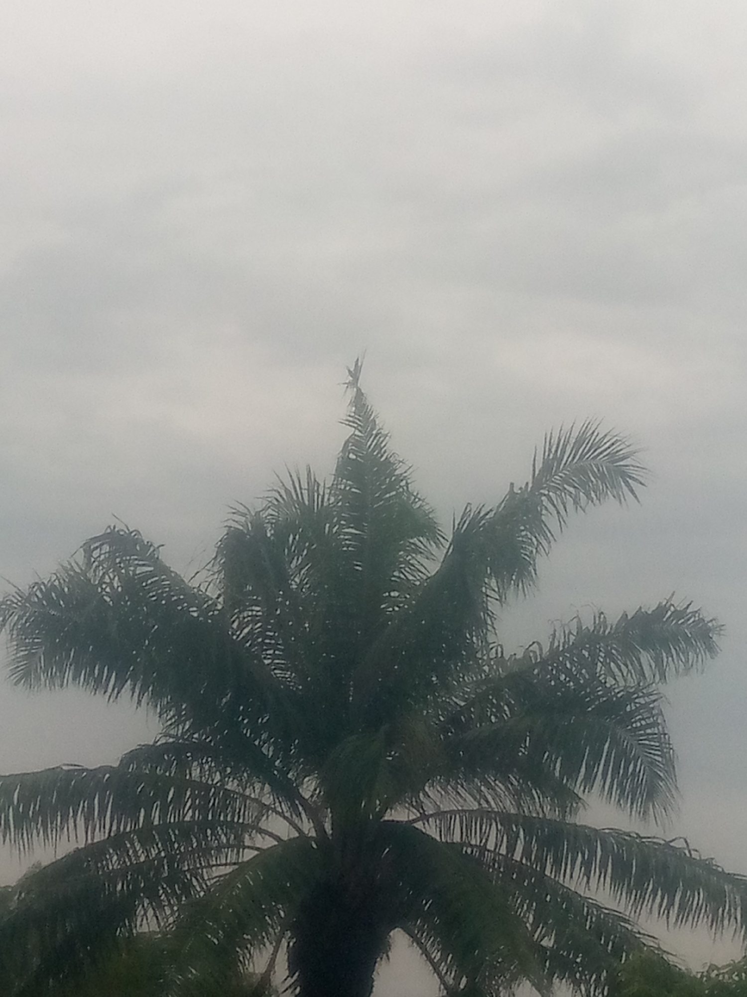 The image shows the top of a palm tree against a hazy, overcast sky. The palm fronds are dark green and appear to be blowing gently in the wind. The sky is a pale gray, with some subtle variations in cloud cover. There are no people or other objects clearly visible in the image. The scene is likely an outdoor environment, possibly in a tropical or subtropical location, given the presence of the palm tree. The image does not contain enough information to determine a specific location within Jauro Yinu, Nigeria, or to provide further forensic details.