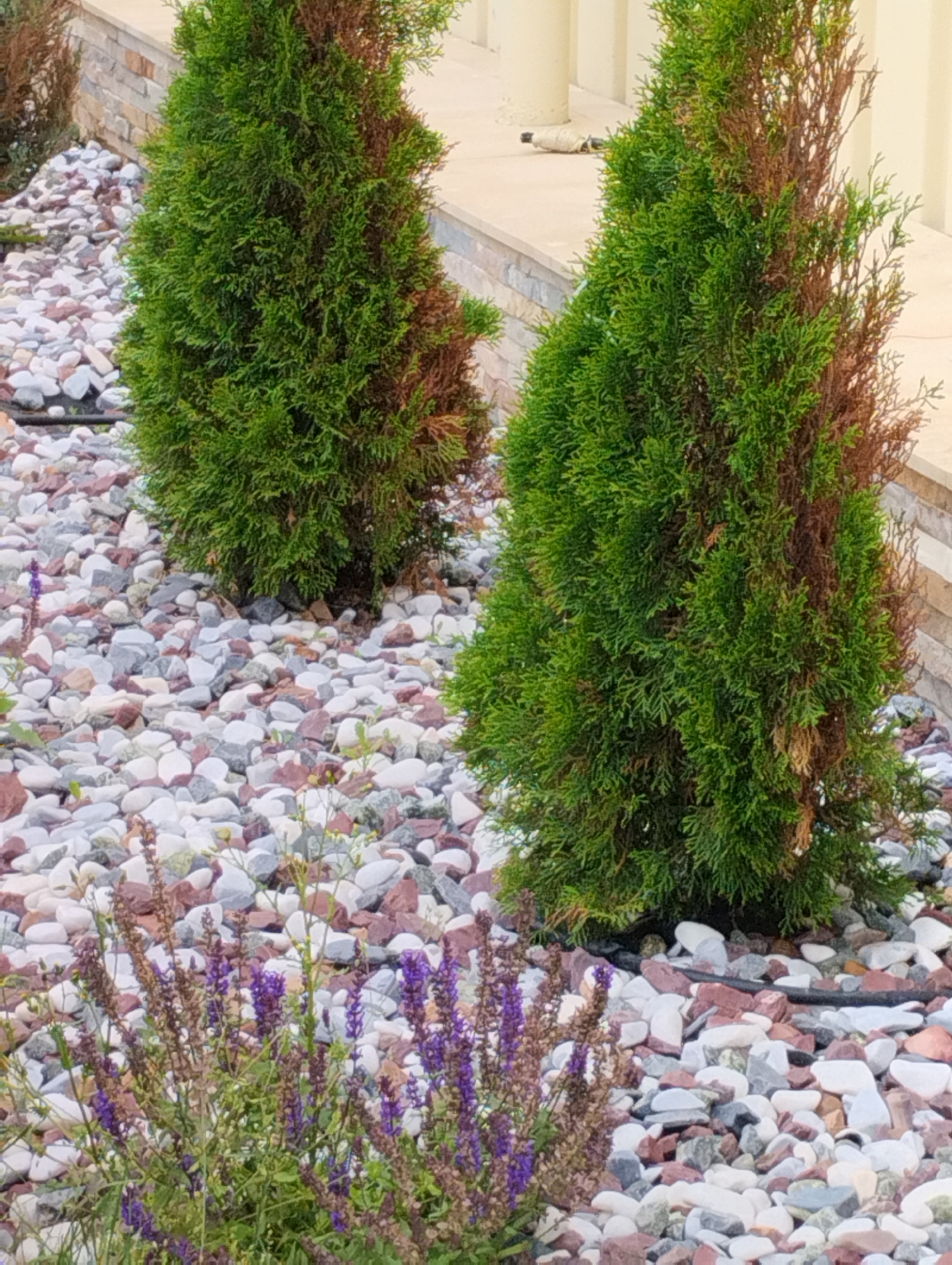 In a close-up, eye-level shot, two vibrant green coniferous trees, their lower branches browning, are prominently featured. They stand amidst a bed of multi-colored, smooth pebbles, ranging from white and grey to reddish-brown hues. In the foreground, a cluster of purple flowering plants adds a splash of color to the scene. The background reveals a textured stone wall and a light-colored building, suggesting an outdoor setting within a developed area, potentially a garden or landscaped yard in Kostanay, Kazakhstan.