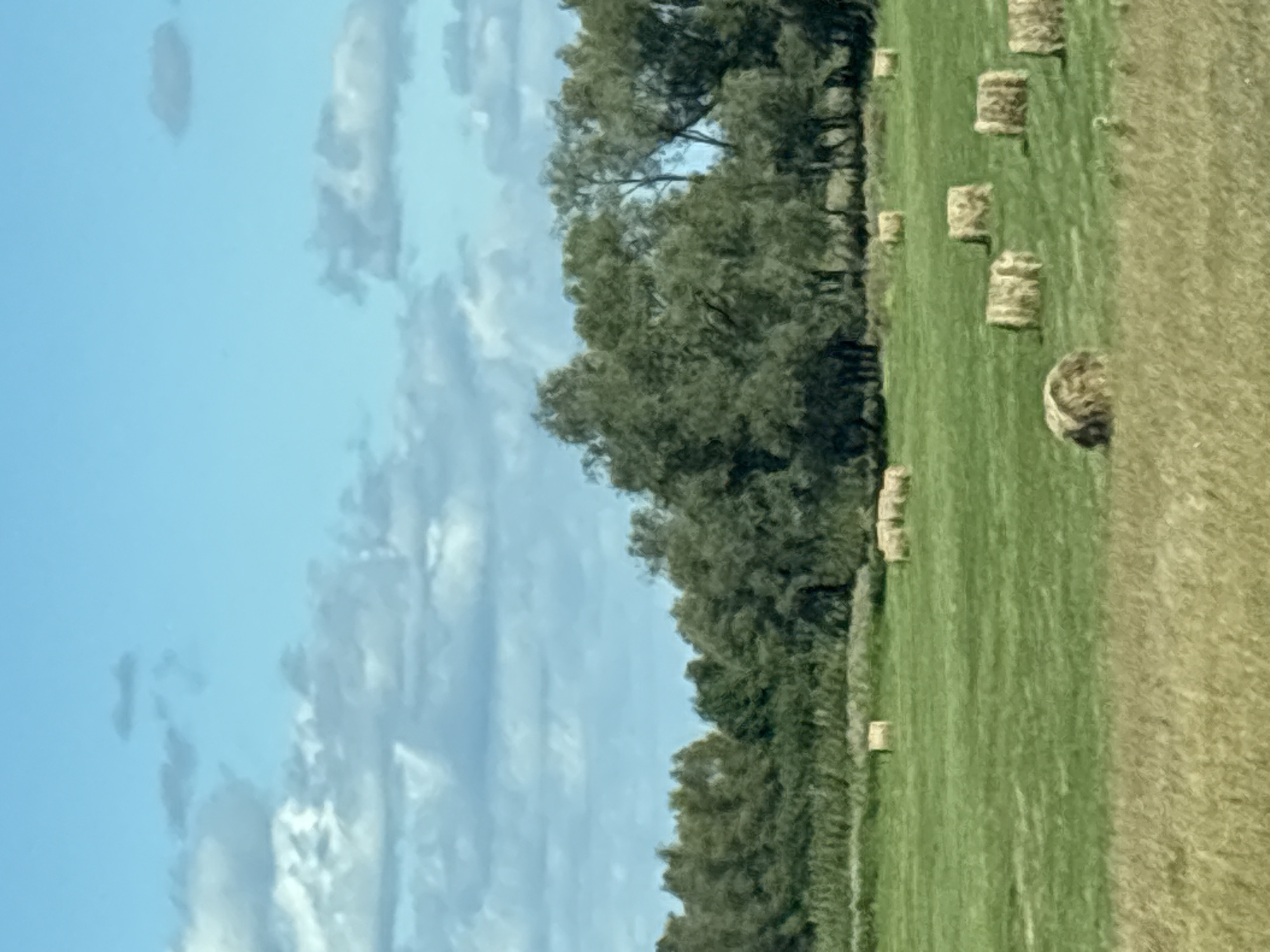 The image depicts a rural landscape under a partly cloudy sky. In the foreground, a field of tall, dry grass transitions into a manicured green pasture. Scattered across the green field are several round and rectangular hay bales, some appearing freshly baled and others weathered.
In the midground, a dense line of trees forms a backdrop, with varying shades of green indicating different species and maturity. Some trees show signs of autumn color.
The sky is a bright blue with scattered, fluffy white clouds that create dynamic shadows on the landscape below. The overall impression is one of a peaceful, agricultural setting during harvest season. The location is not specified in the image itself.