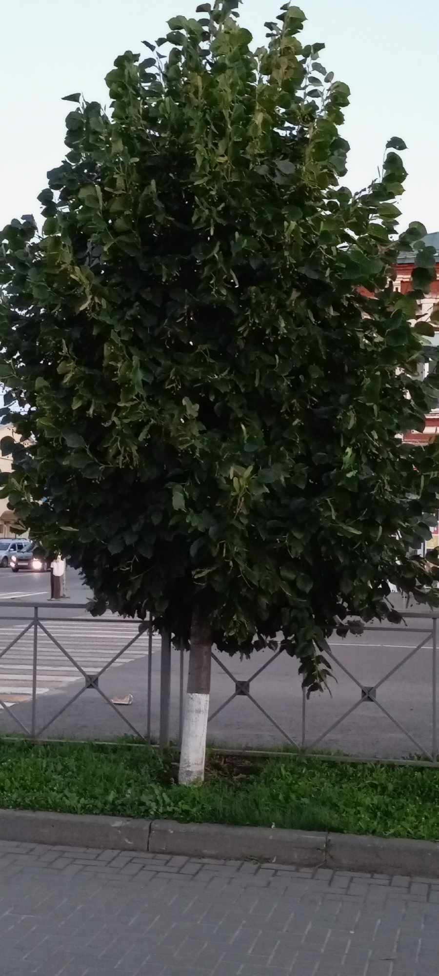 The image depicts a linden tree with dense green foliage, its trunk painted white at the base. The tree is situated in front of a metal fence with a diamond pattern, behind which is a paved road with a pedestrian crossing marked by white stripes. On the far side of the road, there is a building with red brick facade and a light-colored upper story, and a few vehicles are visible, including a car with its headlights on and another vehicle partially obscured. A person in a white shirt and dark pants stands near a pole on the left side of the road, facing away from the camera. The ground in the foreground consists of a paved sidewalk and a strip of grass between the sidewalk and the fence. The sky above is a pale, overcast gray. The scene appears to be located in the city of Kirsanov, Russia, possibly on a street with pedestrian access and a building nearby.