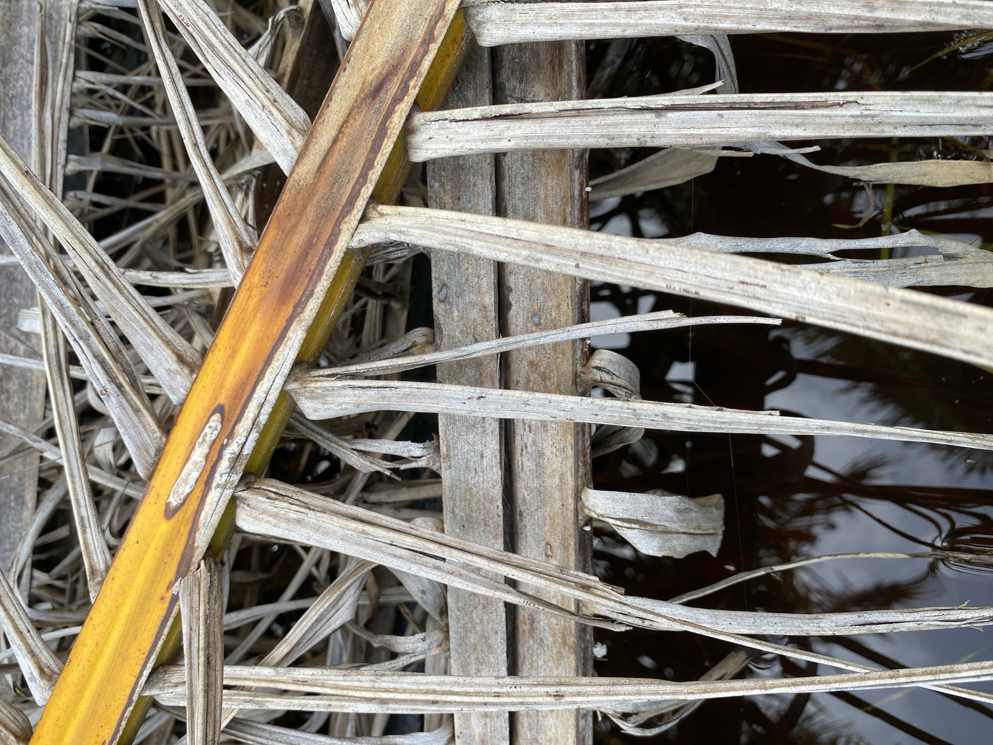 A close-up, overhead view shows dried, tan palm fronds and a bright yellow frond overlapping a wooden structure. The fronds are arranged in a dense, overlapping pattern, with some hanging down into dark, reflective water. The water below shows faint reflections of palm trees and the sky. The wooden structure appears weathered and is partially covered by the fronds. The scene is located outdoors, near the water's edge, on Ko Siboya, Thailand. There are no people or animals visible in the image.