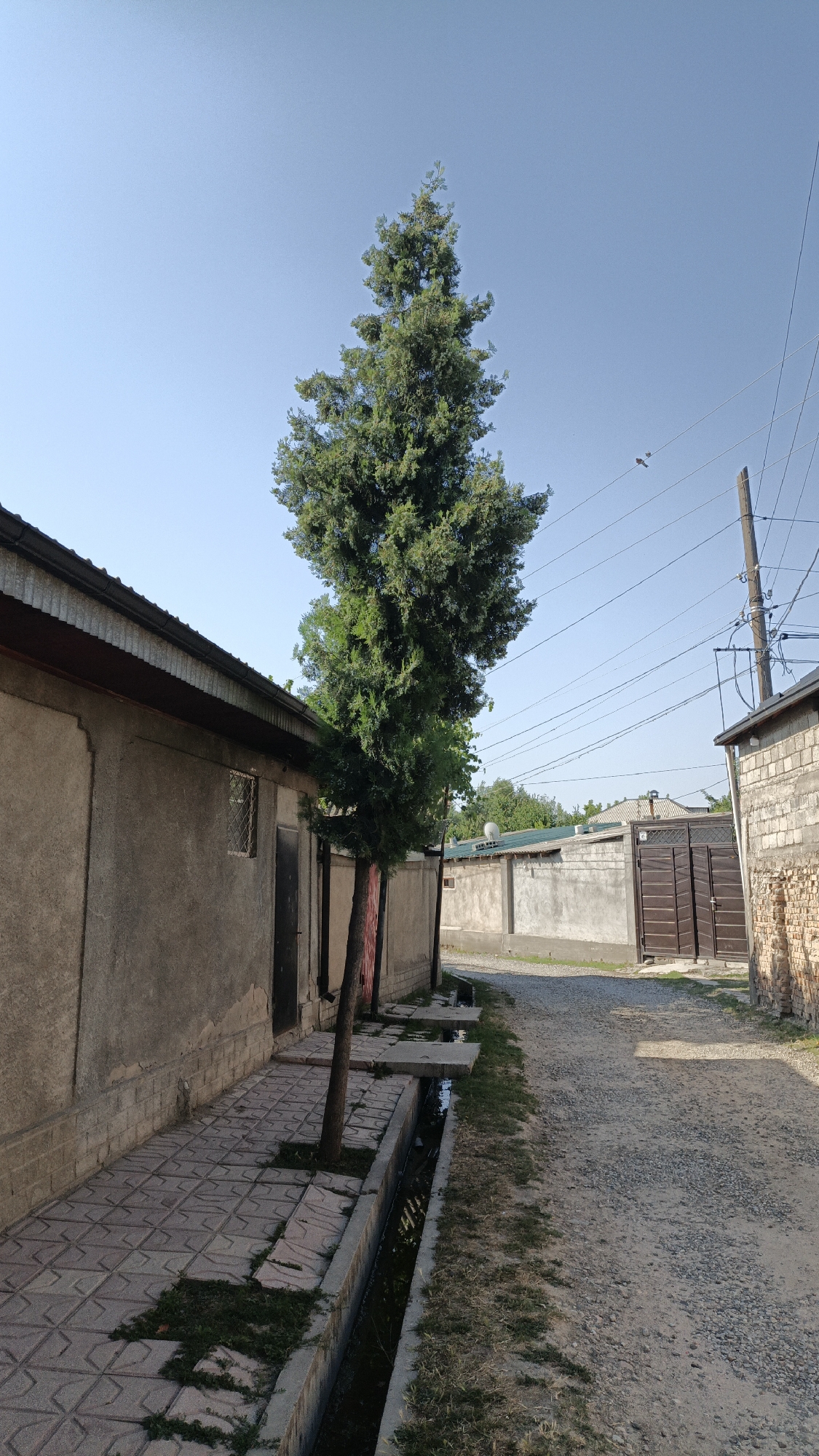 The image depicts a street scene in the city of Pista-mazor, Tajikistan. The perspective is low-angle, looking down a gravel path lined by buildings and vegetation. On the left, a long, single-story building with a textured grey facade runs parallel to the path. It has a dark-colored door and a small, barred window. Adjacent to the building is a paved walkway with a decorative pattern. A narrow drainage ditch runs alongside the walkway, containing dark water and some sparse vegetation. A tall, slender evergreen tree with dense green foliage stands between the building and the path, its trunk partially visible.
Further down the path, on the right, a brick wall borders another building. The path itself is composed of loose gravel and shows signs of wear. In the background, several other structures are visible, including a large double gate made of dark wooden planks. Utility poles with numerous wires stretch across the sky, indicating the presence of electricity and communication lines. The sky is clear and blue, suggesting fair weather. There are no people visible in the scene. Two birds are perched on a wire in the upper right quadrant of the image. The overall impression is one of a somewhat weathered but functional urban environment.