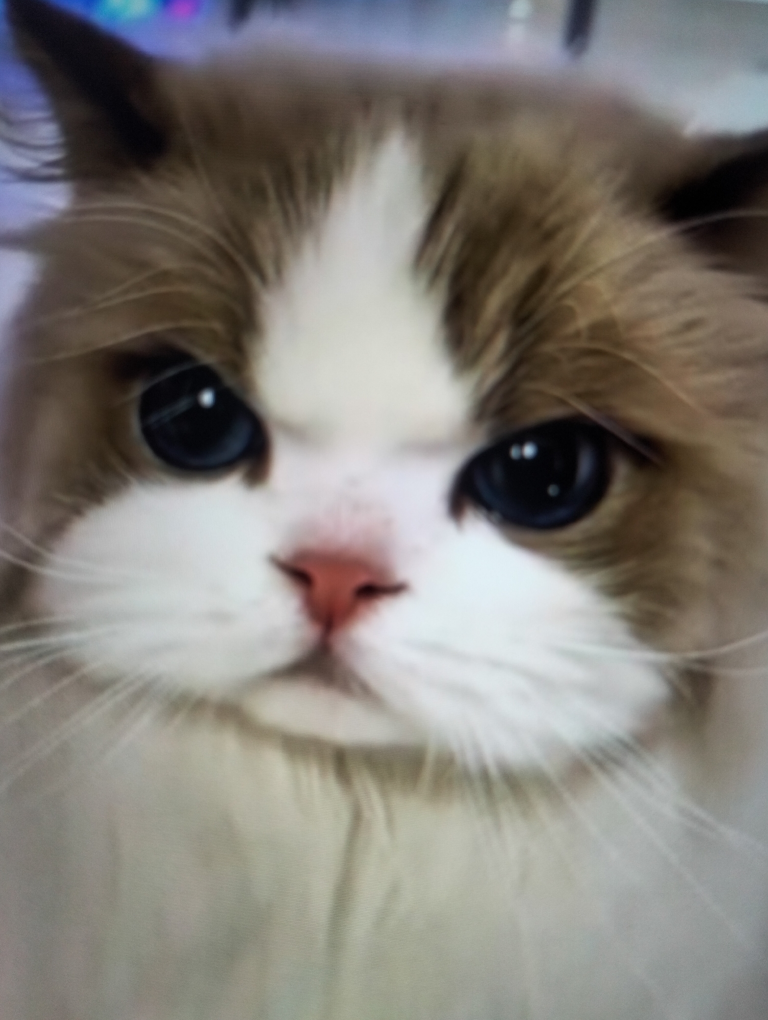 The image is a close-up, slightly blurry, portrait of a cat's face. The cat has large, dark eyes with prominent reflections, a pink nose, and white fur on its muzzle and chest. Its head is mostly brown and white, with tufts of fur on its ears. The background is out of focus and appears to be a mix of colors, possibly indicating an indoor setting with lights. There is no discernible information about the city of Payagaboh, Indonesia, within the provided image.