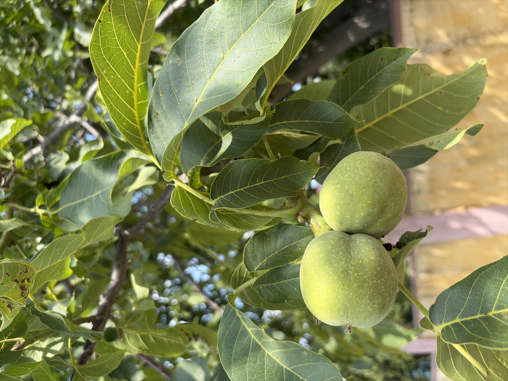 The image shows a close-up view of two green walnuts hanging from a branch of a walnut tree. The walnuts are round and have a slightly bumpy texture. They are surrounded by large, green leaves with prominent veins. The background is blurred but suggests an outdoor setting with sunlight filtering through the leaves. A portion of a building with a yellow wall is visible at the bottom of the frame. The scene appears to be in Oxentea, Moldova.