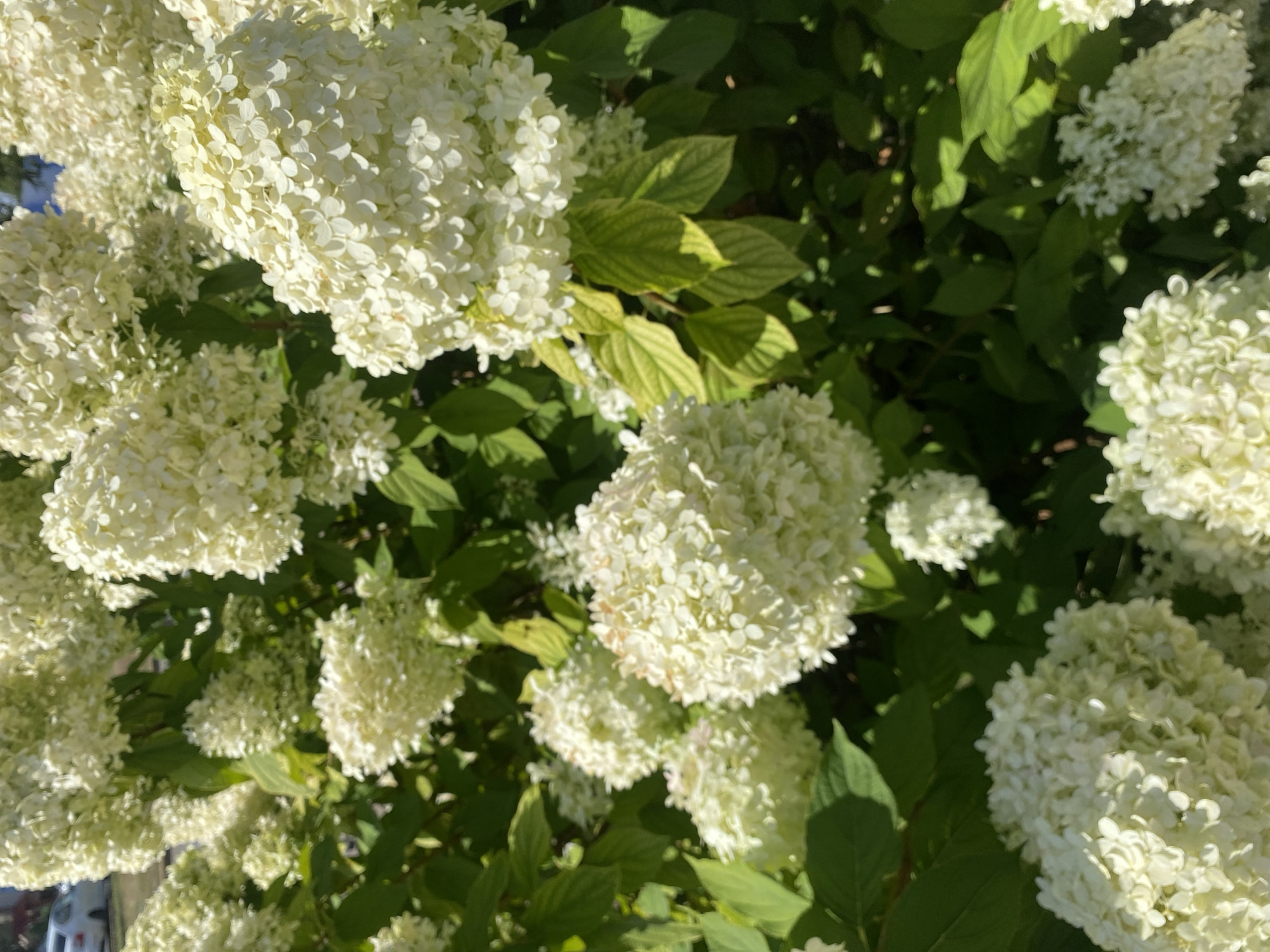The image depicts a close-up view of a dense bush with abundant white hydrangea blossoms and green leaves. The flowers are clustered in large, conical or spherical panicles, with individual florets appearing delicate and numerous. Some of the leaves show a slight yellowish tint, suggesting potential sun exposure or the natural progression of the season. The lighting indicates it is daytime, with sunlight casting shadows and highlighting the textures of the petals and foliage. There is a hint of a building and a white car in the background, partially obscured by the greenery, suggesting an outdoor setting, possibly a garden or park within a residential or urban area. Based on the provided context, this scene is located in the city of Oral, Kazakhstan. There are no people or animals visible in the frame, and no specific actions are taking place other than the natural presence of the plant life.