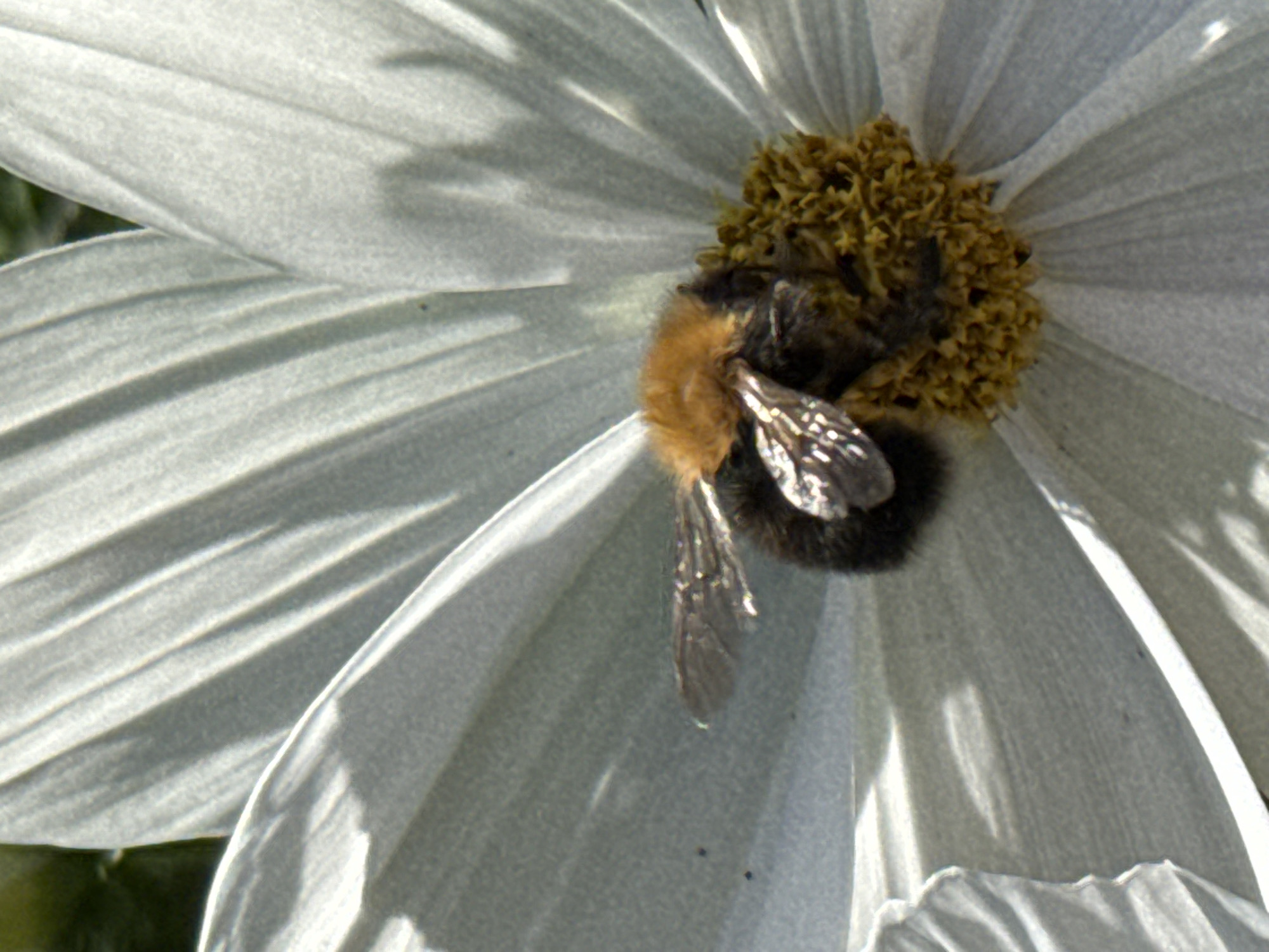 A close-up, high-angle shot captures a bumblebee on a pale white flower. The bee, with its fuzzy brown and black body and patterned wings, is positioned on the flower's central yellow pistil. The flower petals, which appear translucent and delicate, surround the bee, radiating outwards. The background is blurred, with hints of dark green foliage visible. This scene was photographed in the Saint Petersburg Botanical Garden, Russia.
