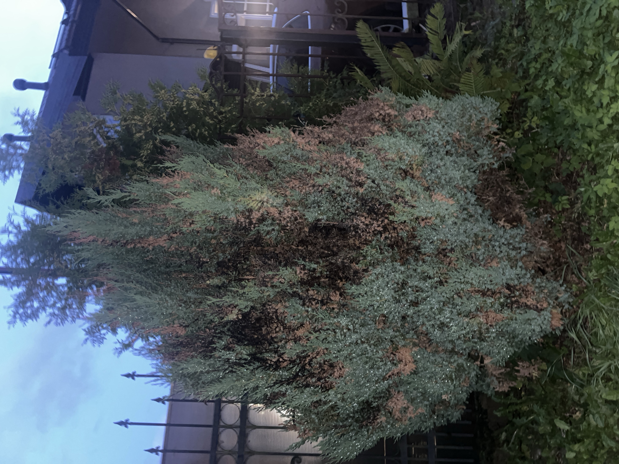 The image shows a large juniper bush in the foreground, showing signs of browning and dryness in the inner and lower branches, contrasting with the healthier green foliage on the outer parts of the bush. Water droplets are visible on the green needles, suggesting recent rain or dew. Behind the juniper, a black metal fence with decorative circular elements runs horizontally across the scene. Further back, a portion of a building with a dark roof and neutral-colored walls is visible, with two circular chimney caps on the roof. To the right of the juniper, part of a dark-colored car is visible behind the fence, with its rear window and part of its body showing. The environment appears to be an outdoor setting at dusk or early morning, with a cloudy blue sky. The scene is likely a residential or yard area in Vladimirovka, Russia.