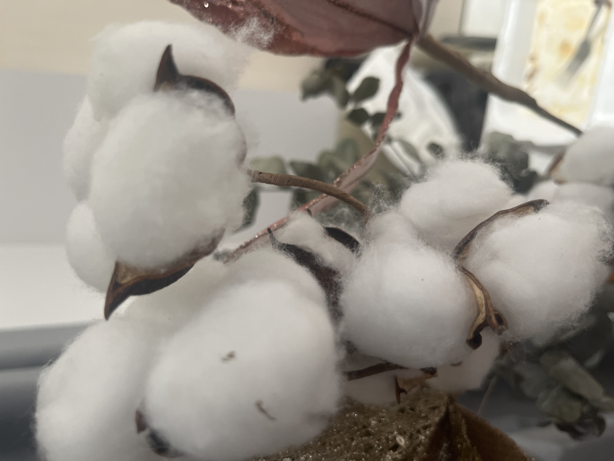 The image provides a close-up view of a cotton branch featuring several prominent, fluffy white cotton bolls. Each boll is encased in a dark, dried, pointed calyx, typically brown or black in color, which attaches it to the main stem. The cotton fibers are soft and voluminous, with some delicate wisps visible, highlighting their texture.
The primary subjects are the cotton bolls and the stems supporting them. Along with the natural cotton elements, there are decorative reddish-brown accents, possibly dried or artificial leaves, some appearing to have a slightly shimmering or glittery texture. These elements are interwoven with the main cotton branch.
The setting appears to be indoors, likely a still-life or part of a decorative arrangement. The background is significantly blurred, indicating a shallow depth of field and drawing focus to the foreground subjects. Visible blurry shapes in the background include muted greens, grays, and light-colored surfaces, with one section suggesting a yellowish-white, indistinct object, possibly a reflection or part of a container.
There is no activity or event taking place; the image is a static portrayal of the cotton. Notable details include the stark contrast between the bright white cotton and the dark calyxes, and the perceived softness of the cotton fibers. The lighting is soft and even, accentuating the texture and shape of the bolls. No visible text is present in the image.