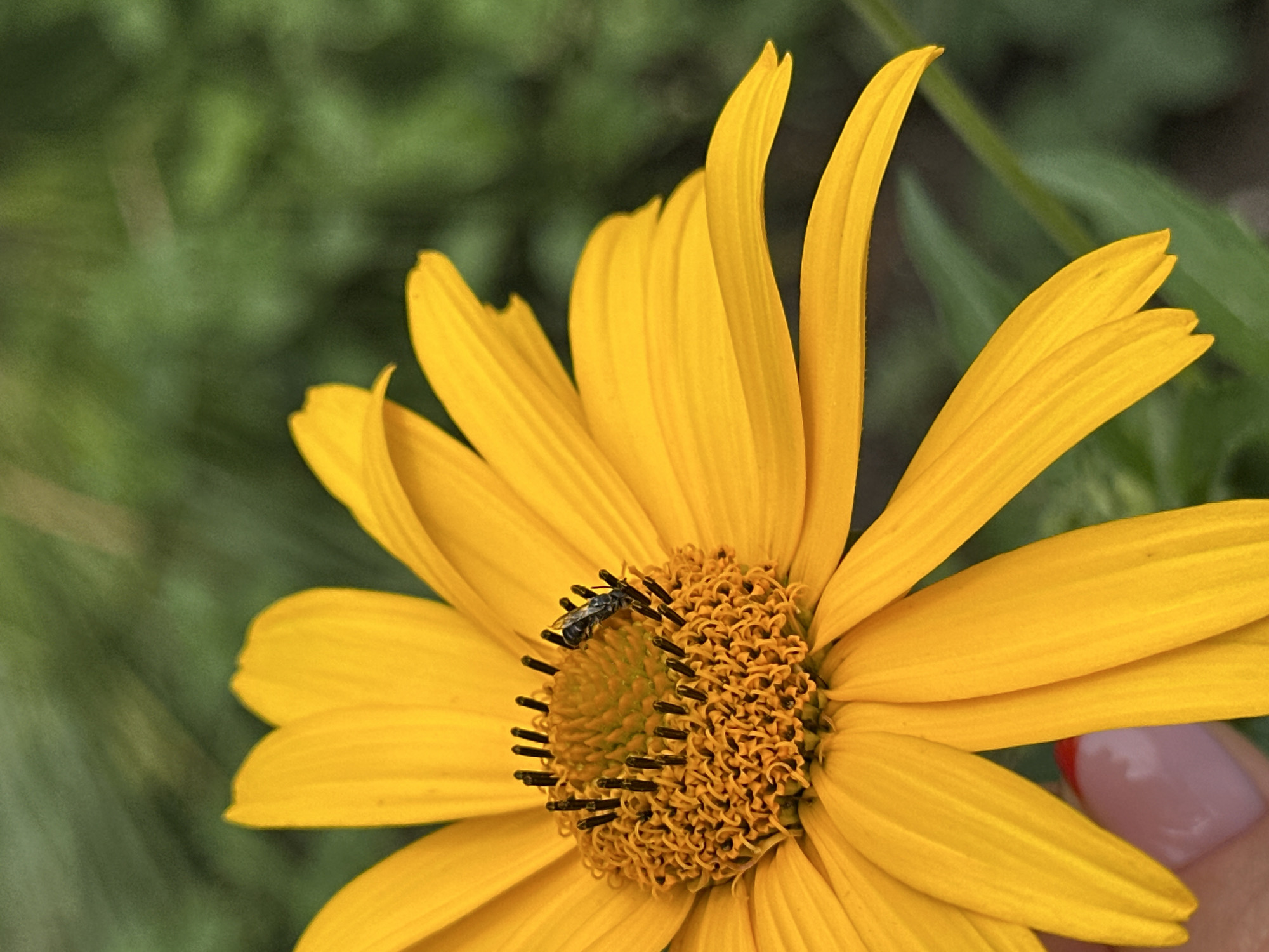 A close-up, high-angle shot captures a bright yellow daisy with a prominent, textured center. A small, dark insect is perched on the flower's center, near the dark stamens. The background is a soft blur of green foliage. In the lower-left corner, a human fingernail with red polish is visible, gently touching one of the daisy's petals. The image appears to be taken outdoors, likely in a garden or natural setting. This scene is not specific to Yessentuki, Russia.