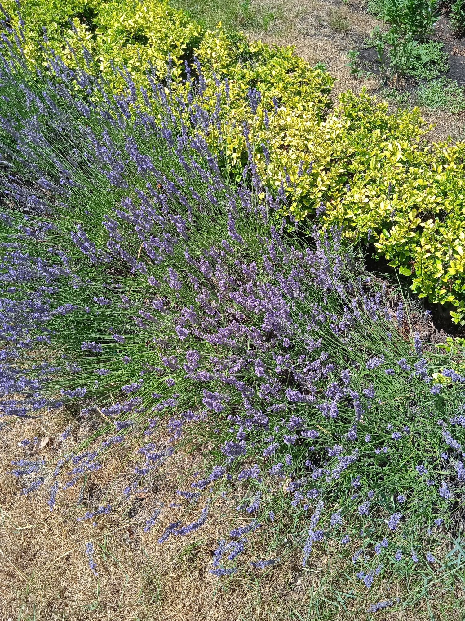An eye-level, medium shot captures a section of a garden with blooming lavender and vibrant yellow-green foliage. The lavender plants, with their characteristic purple spires and green stems, are in the foreground and extend towards the left of the frame. Behind the lavender, a dense bed of foliage with small, pointed leaves in a bright yellow-green hue occupies the mid-ground. The ground beneath the lavender is covered in dry, straw-colored grass and some bare soil. The background consists of more greenery and dark soil, suggesting a natural outdoor setting. The scene is well-lit by natural sunlight, casting subtle shadows. No people or animals are visible in the image.