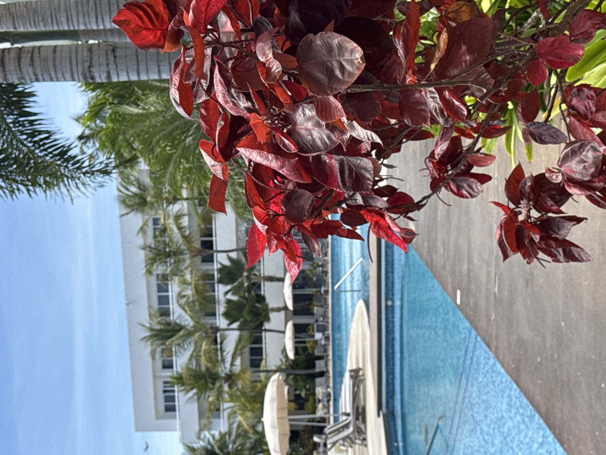 The image depicts a scene at a resort or hotel pool in Playa El Agua, Venezuela. The foreground is dominated by a cluster of red-leaved tropical plants. Behind the plants is a turquoise-colored swimming pool, adjacent to a gray concrete pool deck. White beach umbrellas and lounge chairs are situated near the pool. In the background is a tall, white building with numerous windows, likely the resort itself, with palm trees interspersed between the building and pool. The sky is a clear blue. The overall impression is a sunny, tropical vacation setting.
