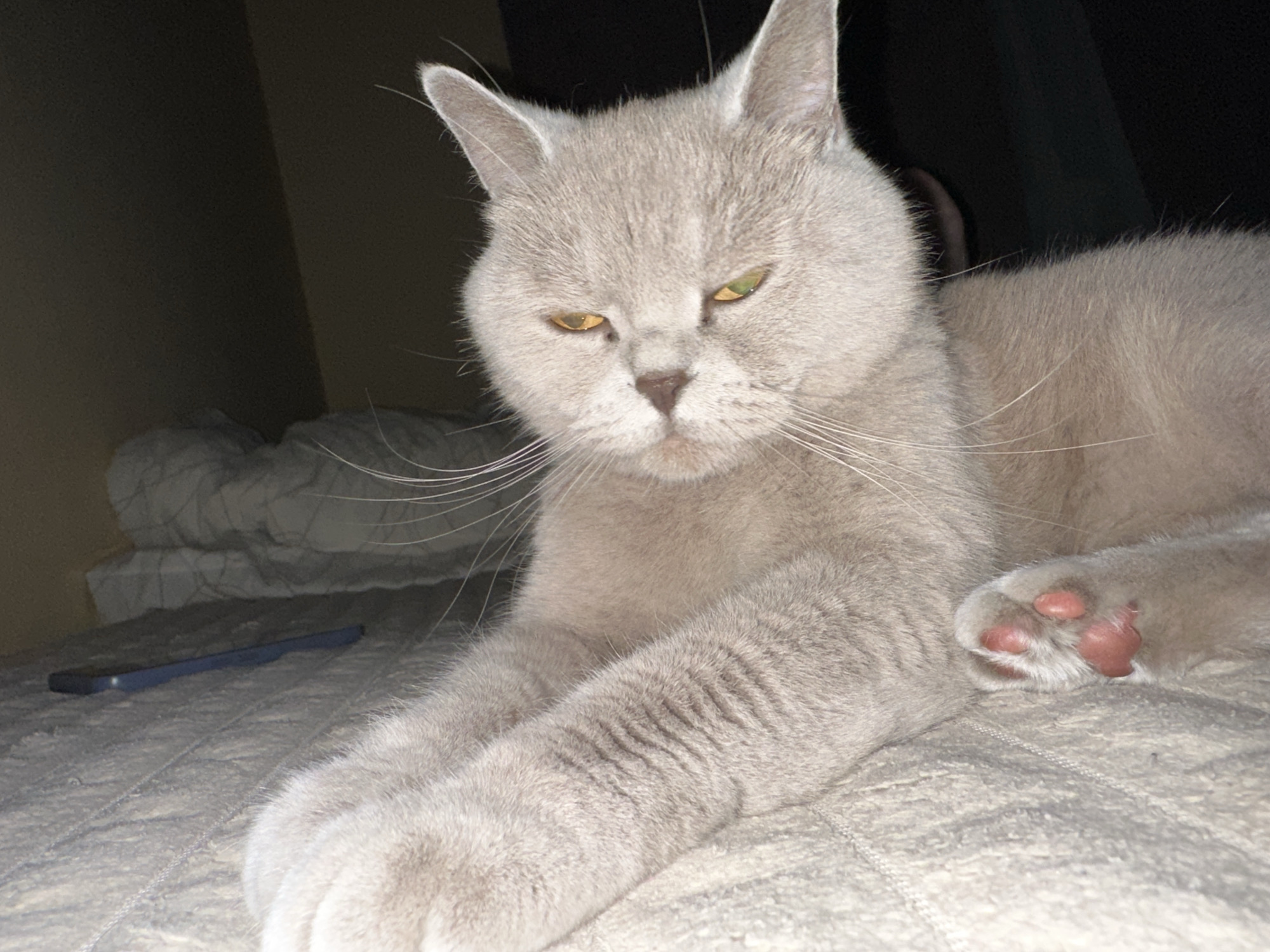 A close-up, low-angle shot features a light grey British Shorthair cat lying on a textured bed. The cat's face is the primary focus, with its eyes, which are a striking yellow-green, looking slightly to the side with a seemingly unimpressed expression. Its ears are pointed upwards, and its long white whiskers fan out from its muzzle. The cat's fur is short and dense, typical of the breed.
One of the cat's front paws is resting on the bed in the foreground, revealing its pink toe beans. The bed appears to be covered with a light-colored, possibly quilted, fabric. In the background, to the left, a dark blue object, possibly a phone or a thin case, lies on the bed. Further back, there are some rumpled white and grey linens, suggesting a made or partially made bed. The overall lighting is dim, suggesting the picture was taken indoors at night or in a dimly lit room. There is no visible text within the image. The setting appears to be a domestic bedroom.