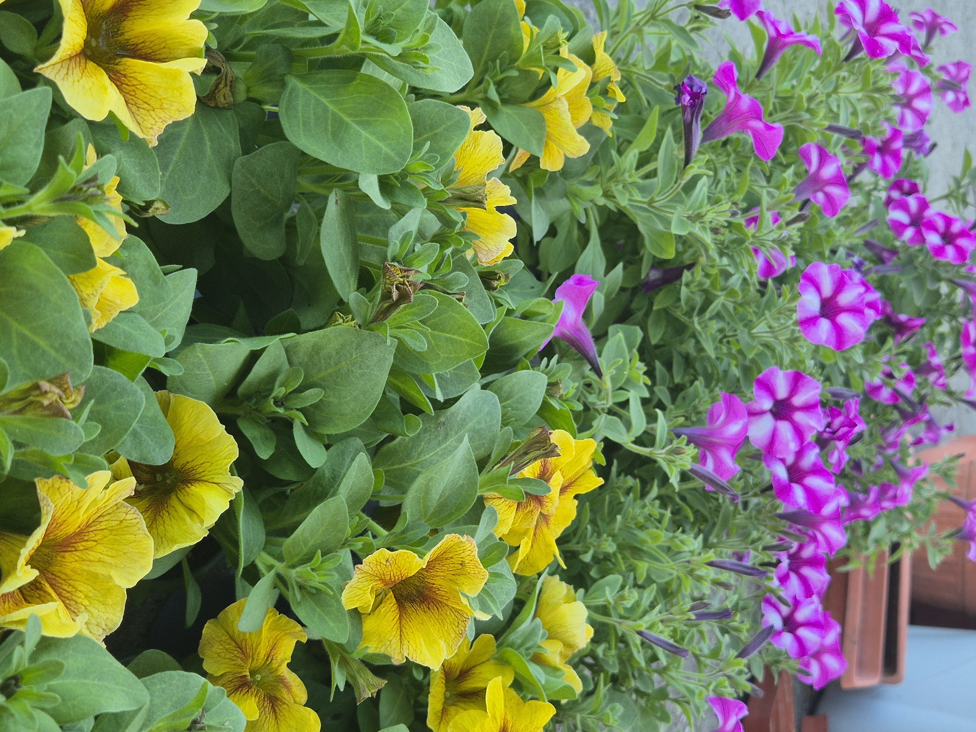 A close-up, eye-level shot of a profusion of petunia flowers in full bloom. The left side of the frame is filled with yellow petunias exhibiting a distinctive dark veined pattern on the petals. These are intermixed with bright green, round leaves. The right side showcases purple and white striped petunias, with some buds not fully opened. These flowers also have green foliage, though it appears more fine-leaved. A section of a brown planter is visible at the right edge. The scene appears to be in natural outdoor lighting. There is no indication of the location being in Pavlikeni, Bulgaria.