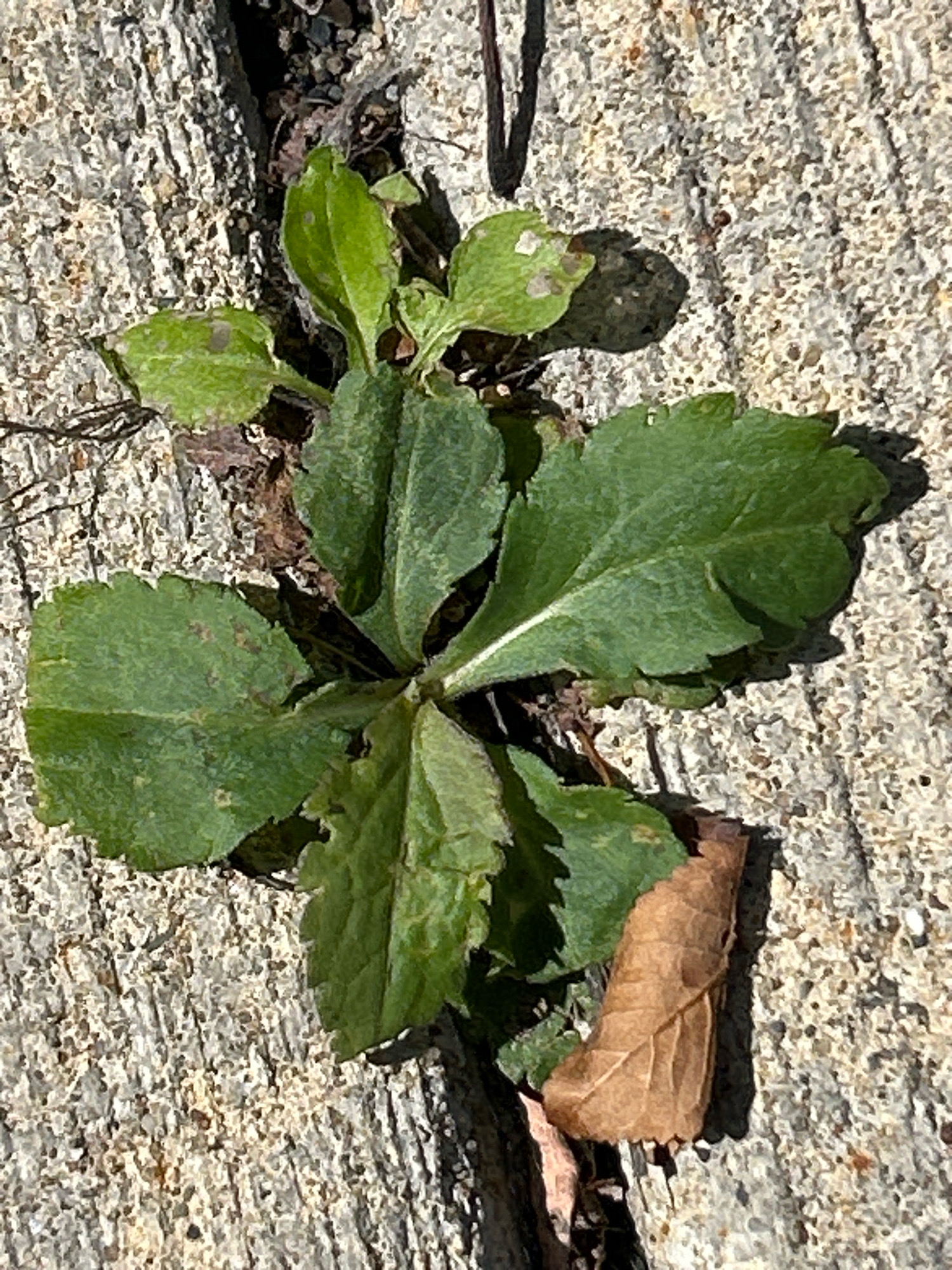In Robinson Township, United States of America, a close-up, overhead shot captures a small green plant growing from a crack in a gray, textured surface that appears to be concrete or pavement. The plant has several broad, serrated green leaves emerging from a central stem. One of these leaves is prominent in the foreground, casting a shadow on the textured surface. To the right of the plant, a dry, brown leaf lies on the surface. The lighting suggests it is daytime, with strong sunlight creating sharp shadows. The overall impression is one of nature's resilience, with the plant thriving in a seemingly inhospitable environment.