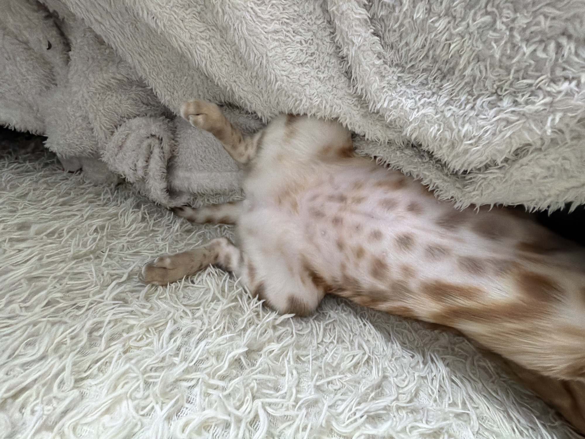 A bengal cat is lying on its back on a white shag rug, partially covered by a light gray fluffy blanket. The cat's belly is exposed, revealing its spotted pattern. The setting is indoors. The location in Murino, Russia, is unknown.