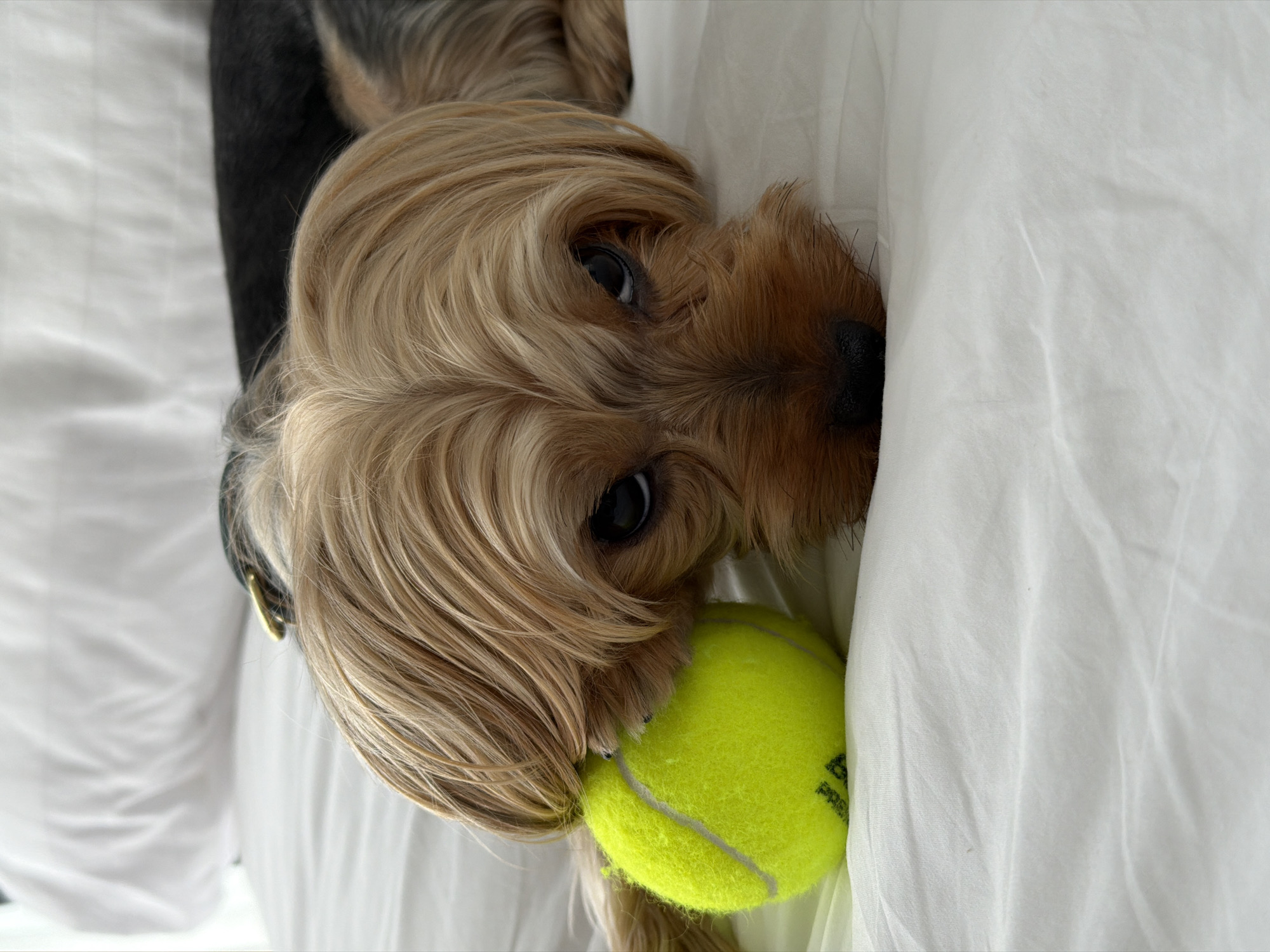 A Yorkshire Terrier dog is lying on a white bed with a tennis ball next to its head. The dog has tan and black fur and is looking at the camera with its dark eyes. The tennis ball is bright yellow and has some black lettering on it. The bed is covered with white sheets that are slightly wrinkled. The background is out of focus, but it appears to be a bright room. The scene is likely indoors. There are no people or other animals visible in the image. The dog's collar is visible and it is dark colored with a brass buckle.
